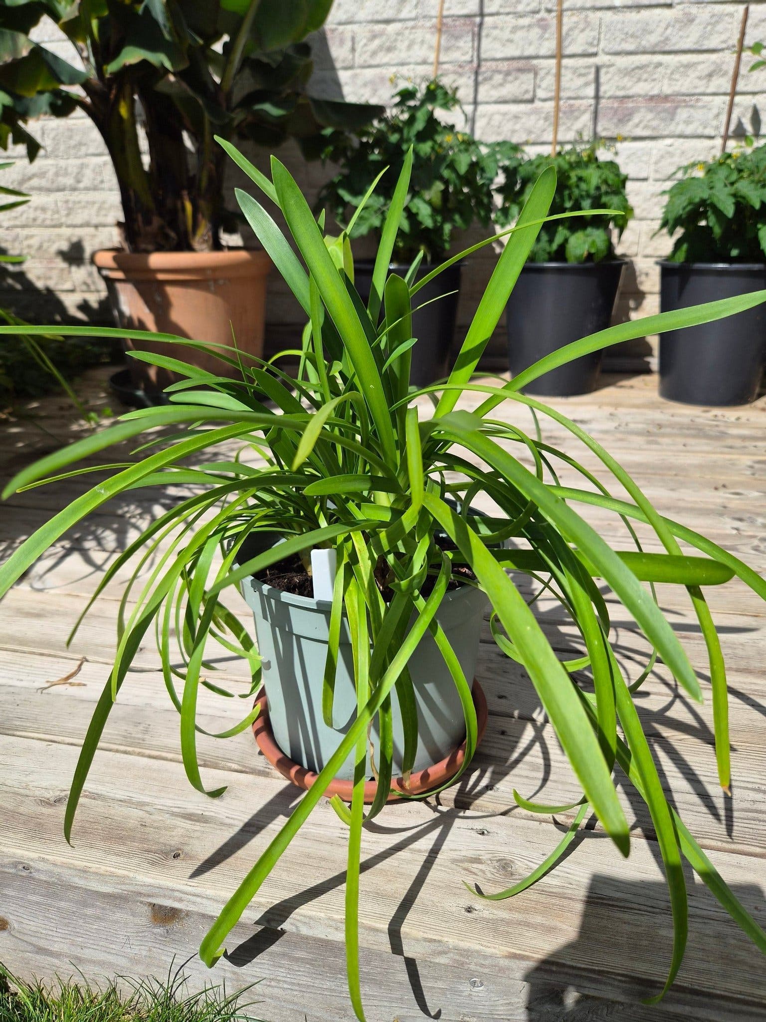 Frösådd Agapanthus / Afrikas blå lilja