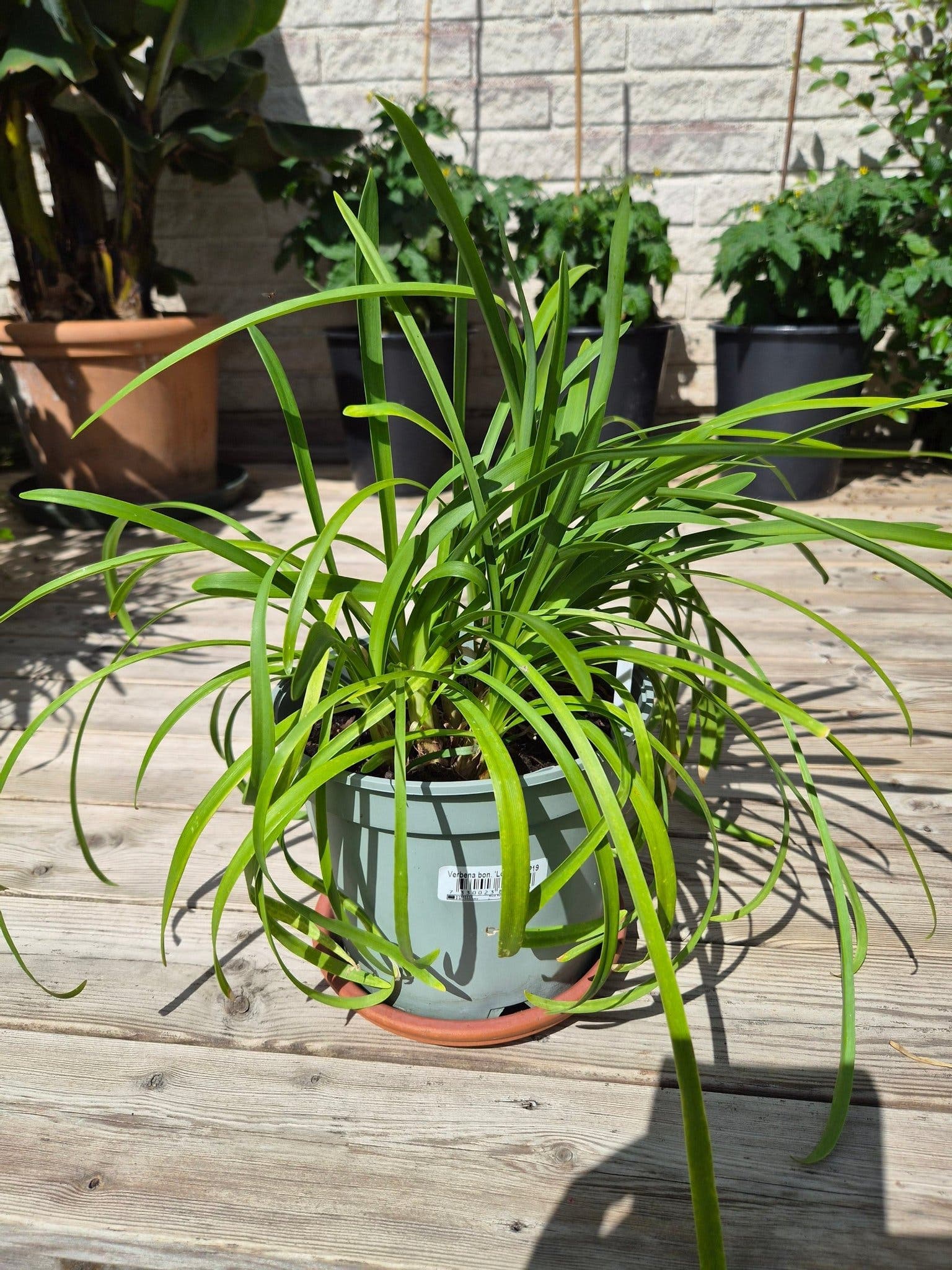 Frösådd Agapanthus / Afrikas blå lilja