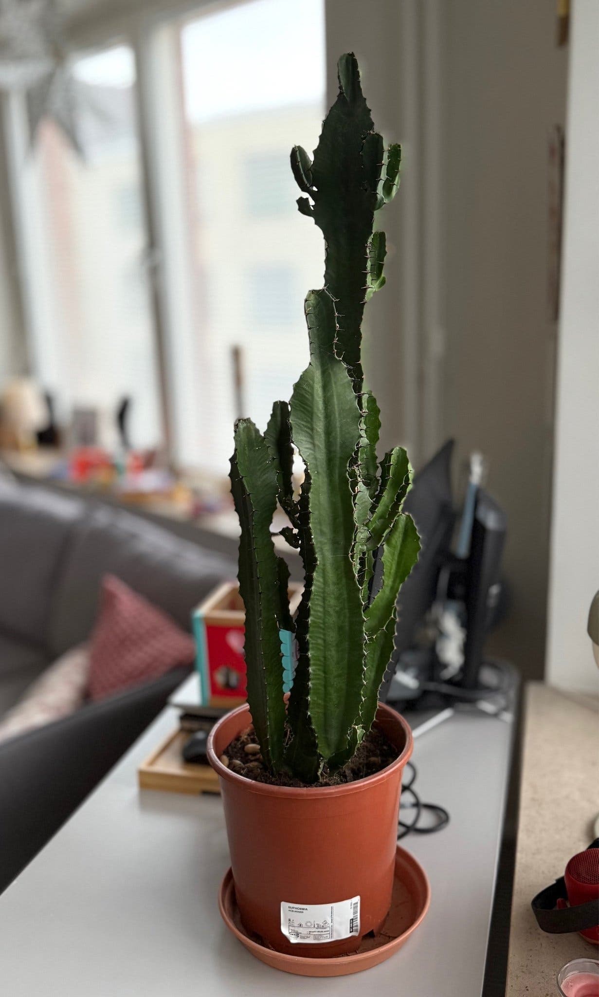 Euphorbia Acruensis Kaktus
