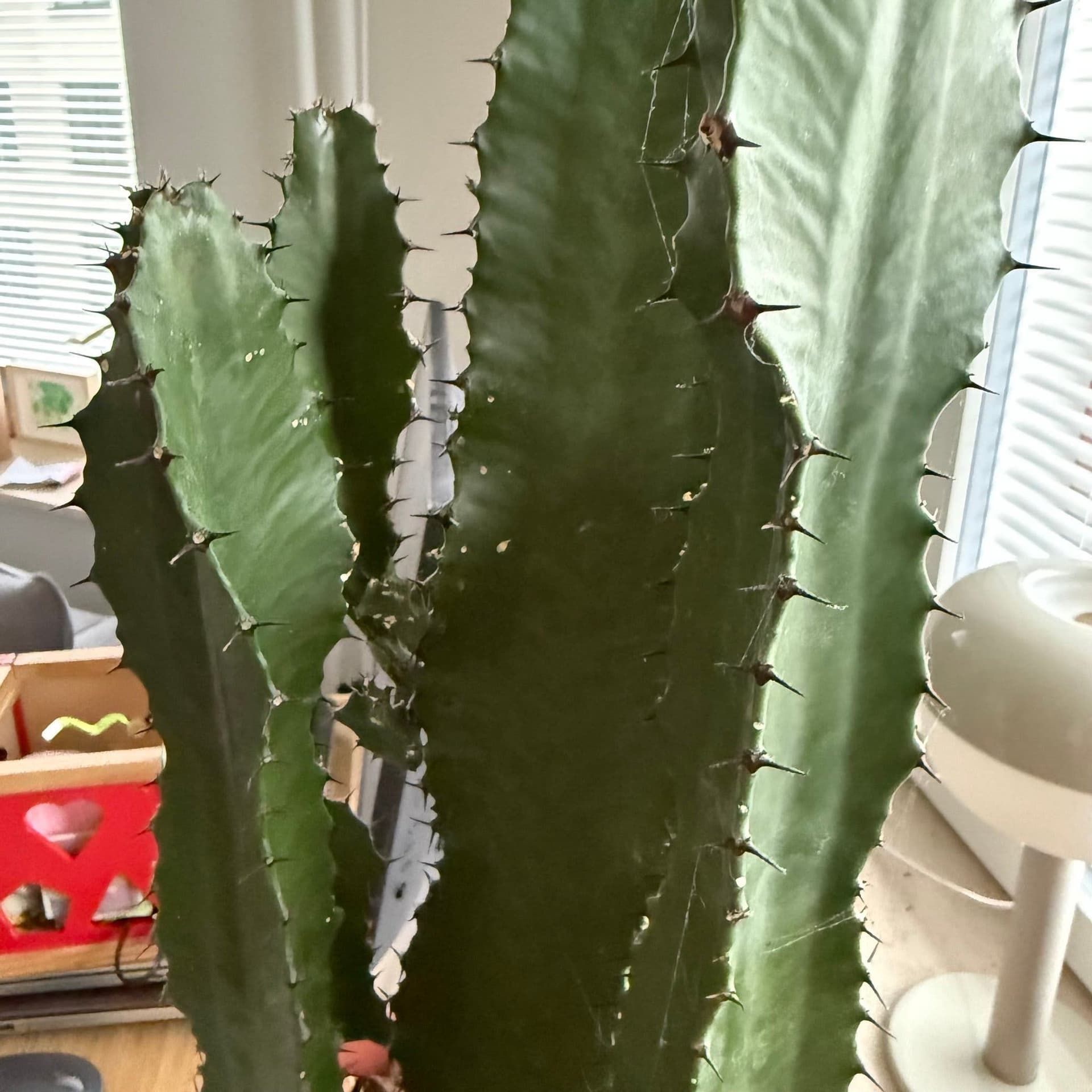 Euphorbia Acruensis Kaktus