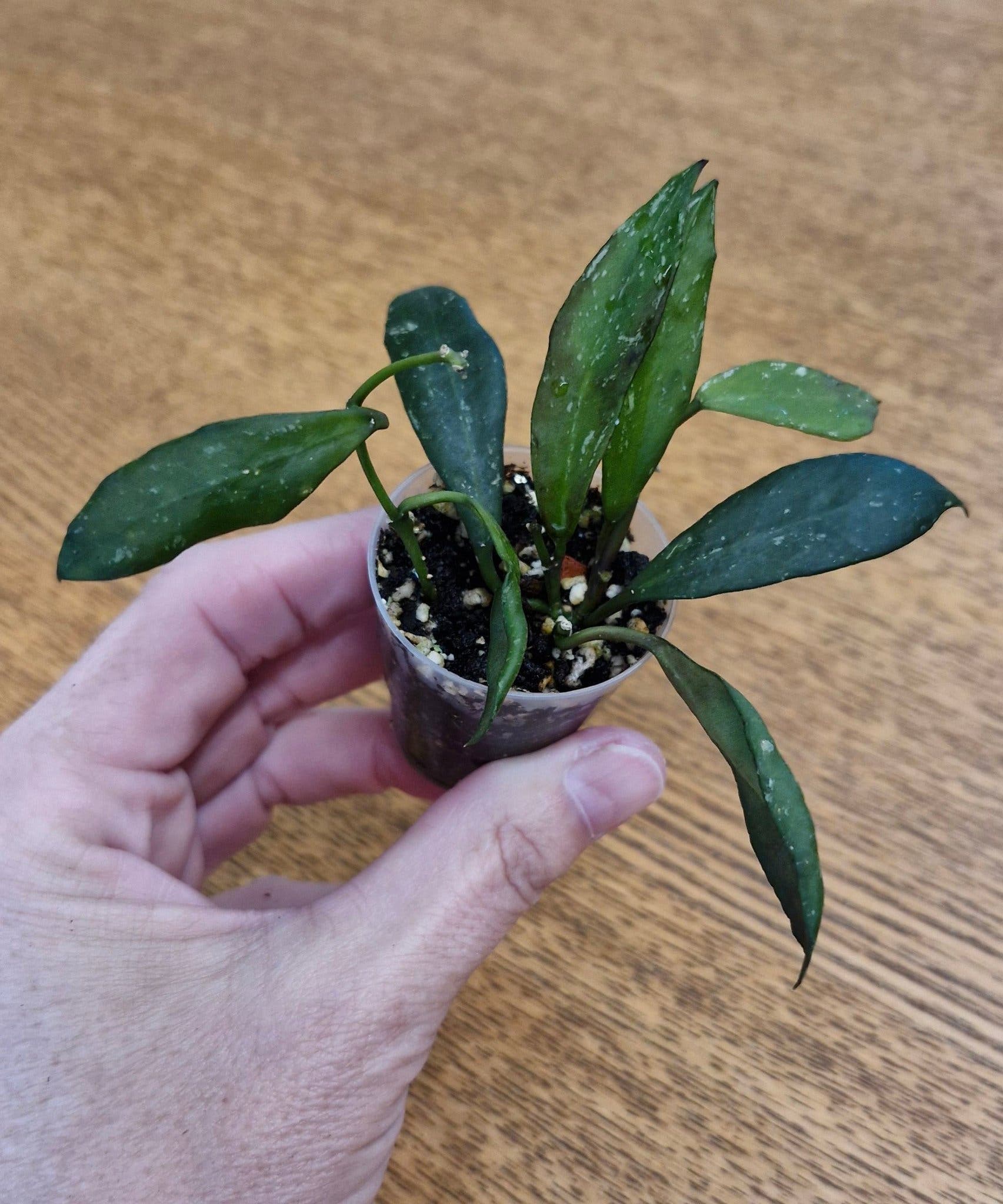 Hoya lacunosa bogor iml 1039, tre rotade sticklingar