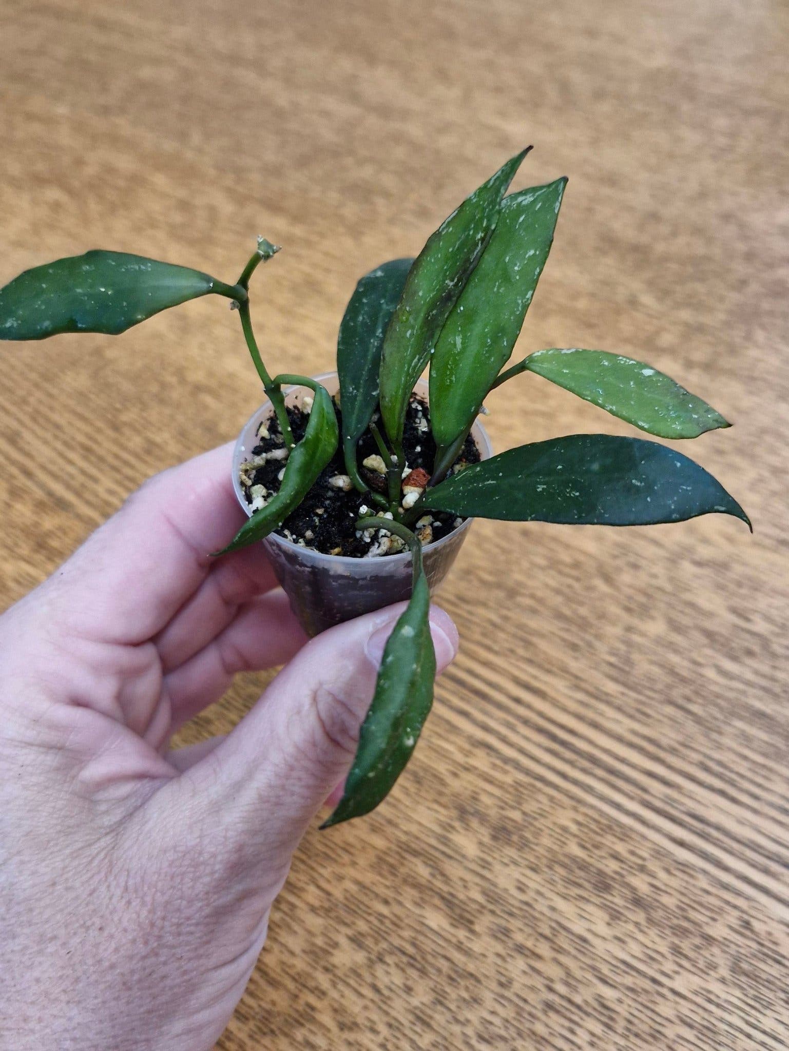 Hoya lacunosa bogor iml 1039, tre rotade sticklingar