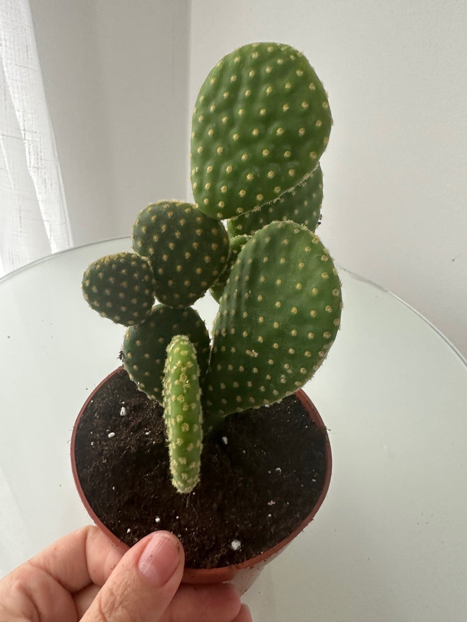 Opuntia microdasys