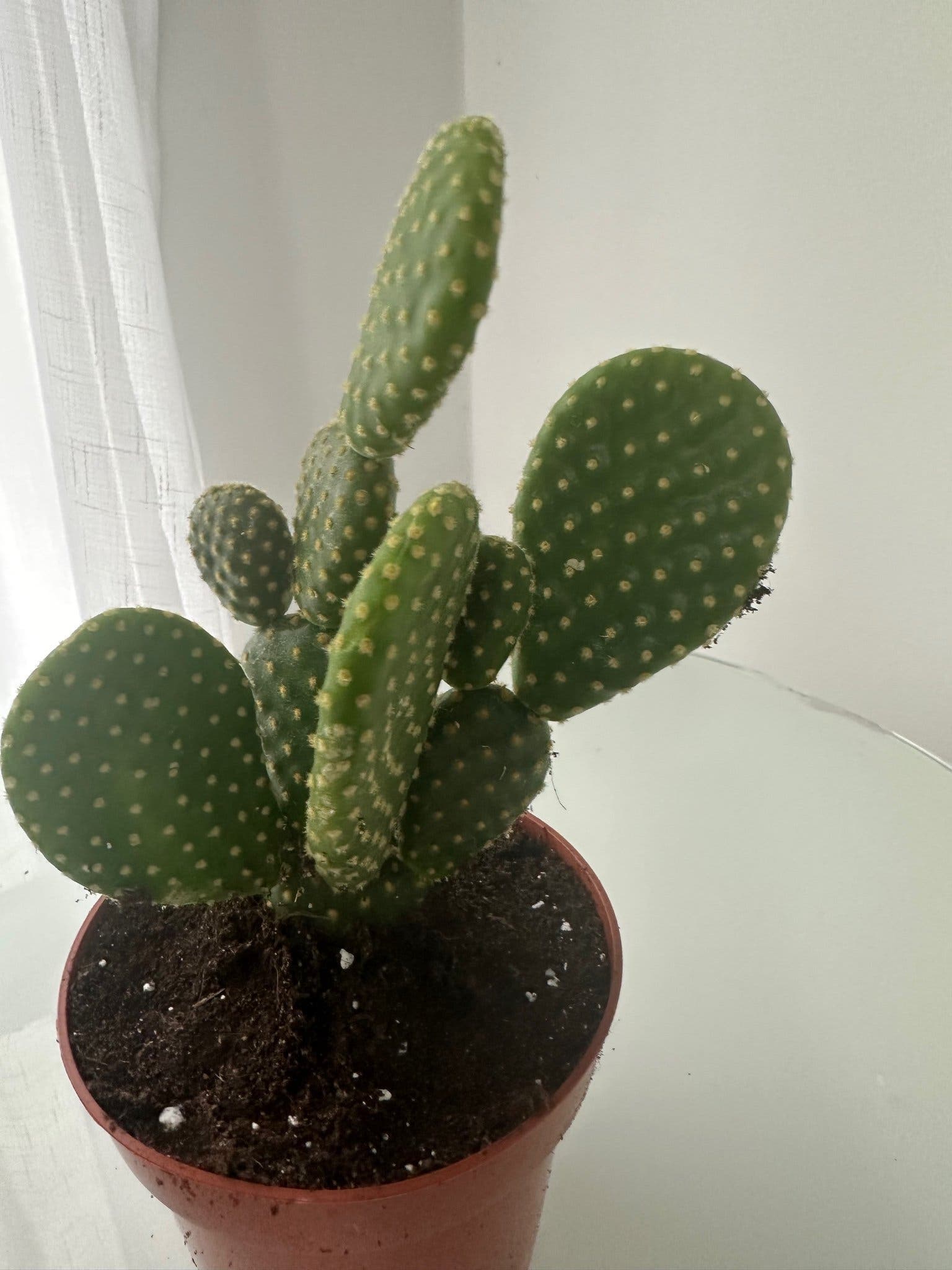 Opuntia microdasys