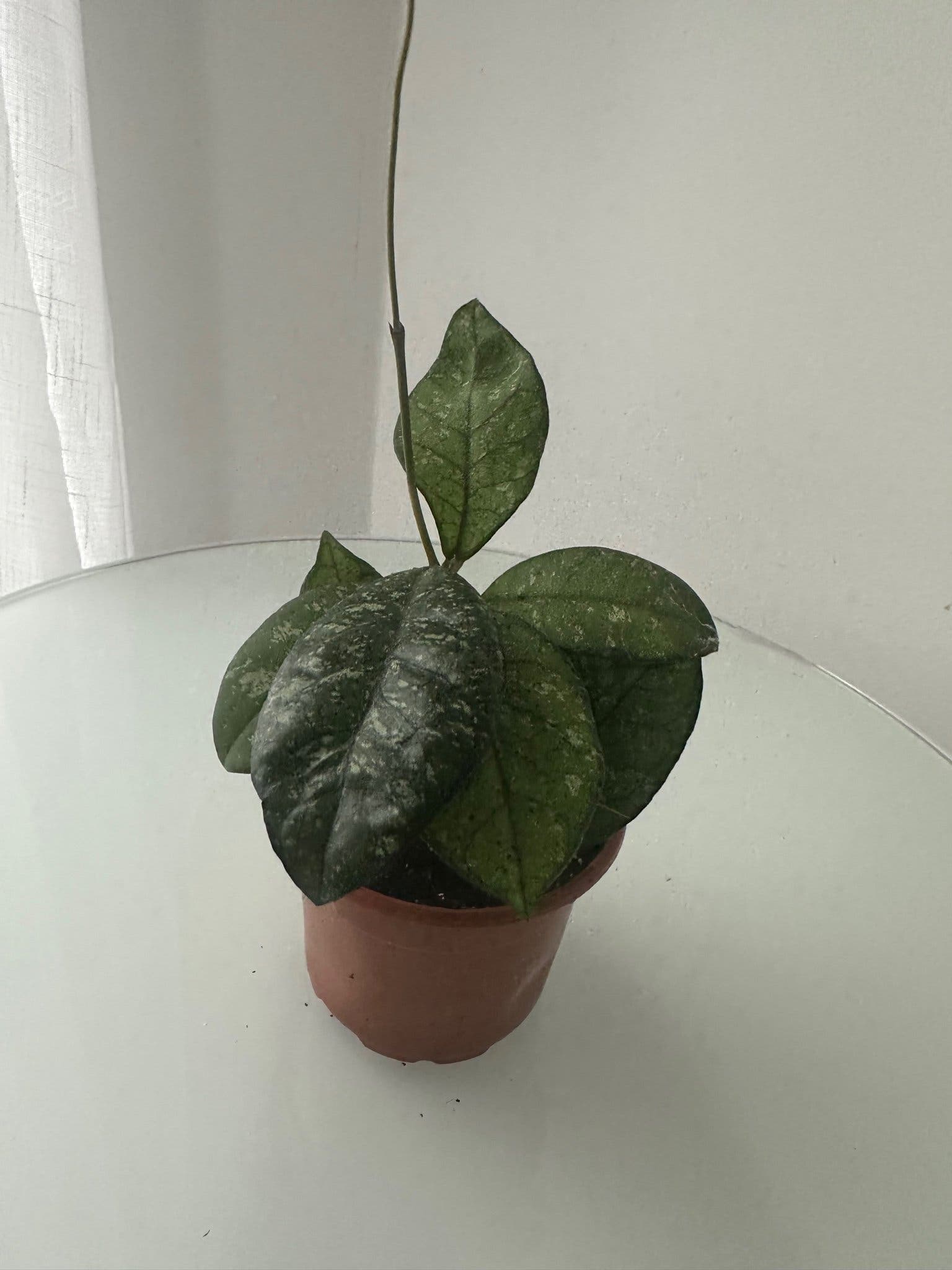 Hoya crassipetiolata splesh