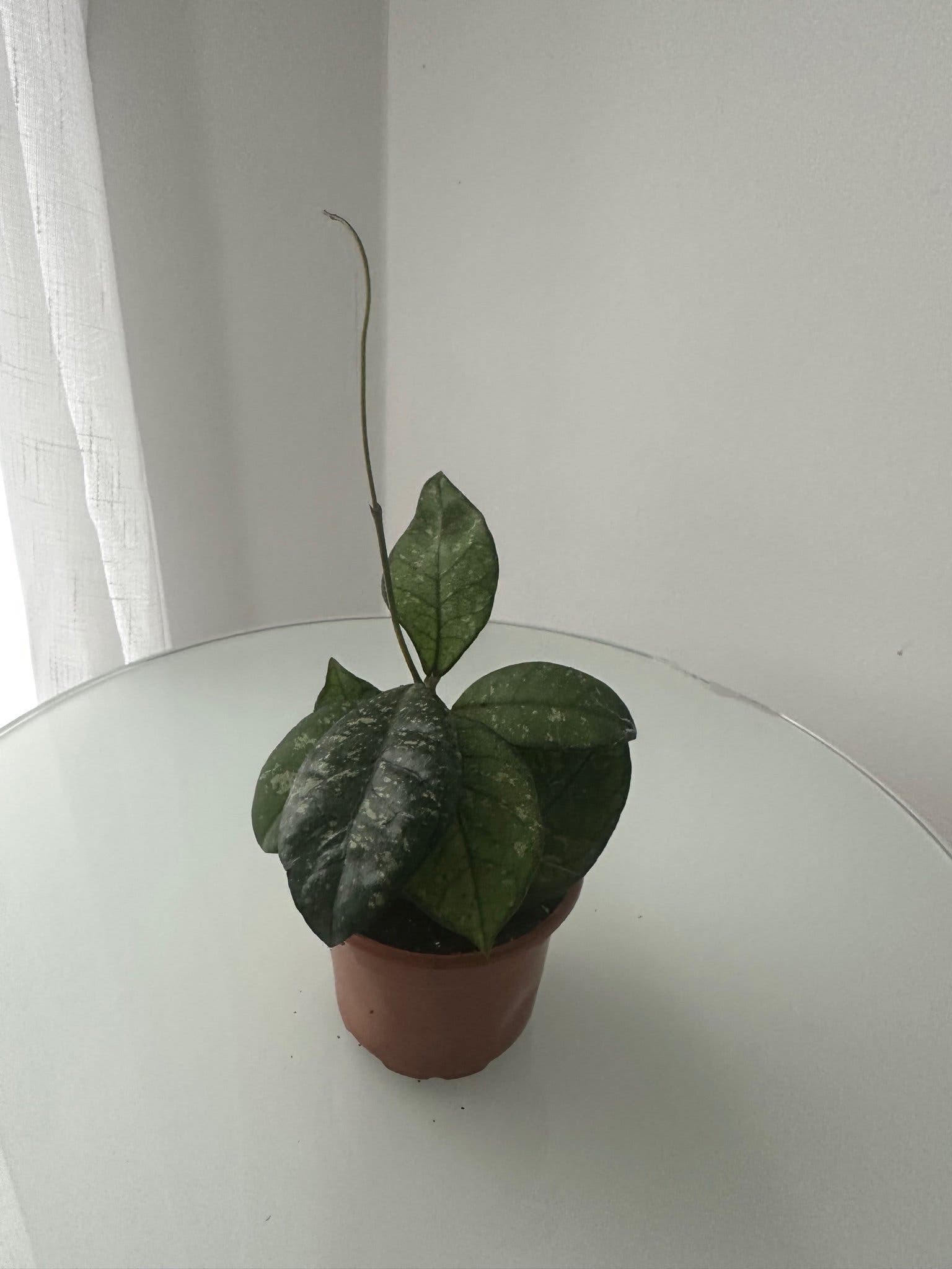 Hoya crassipetiolata splesh