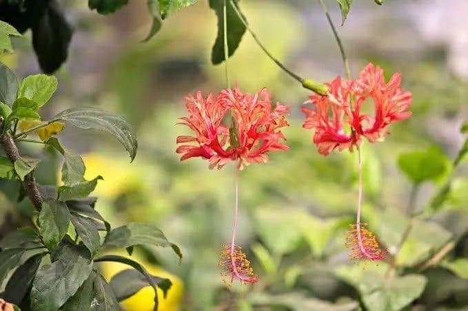Fjäderhibiskus (Hibiscus schizopetalus)