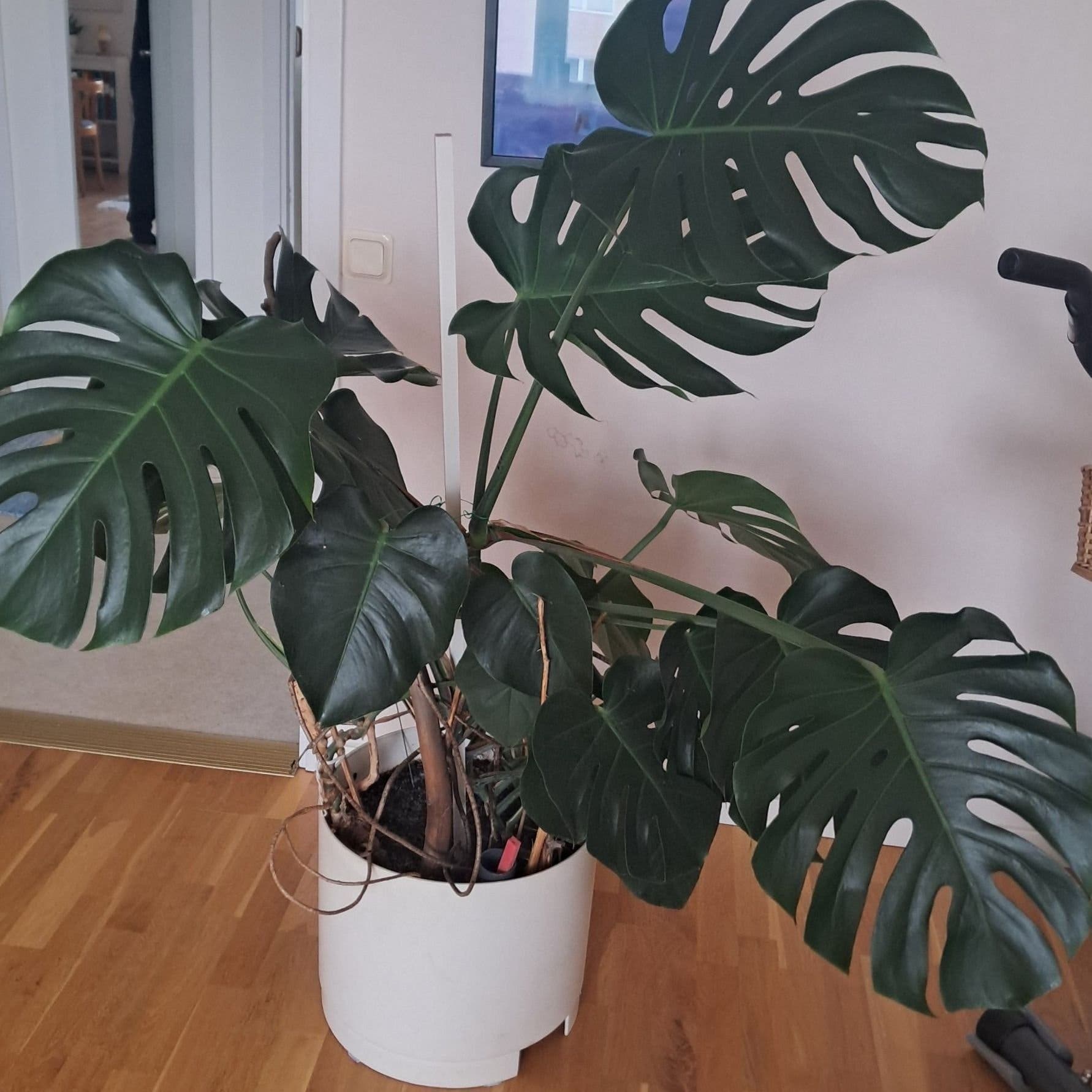Monstera Deliciosa. Stor.