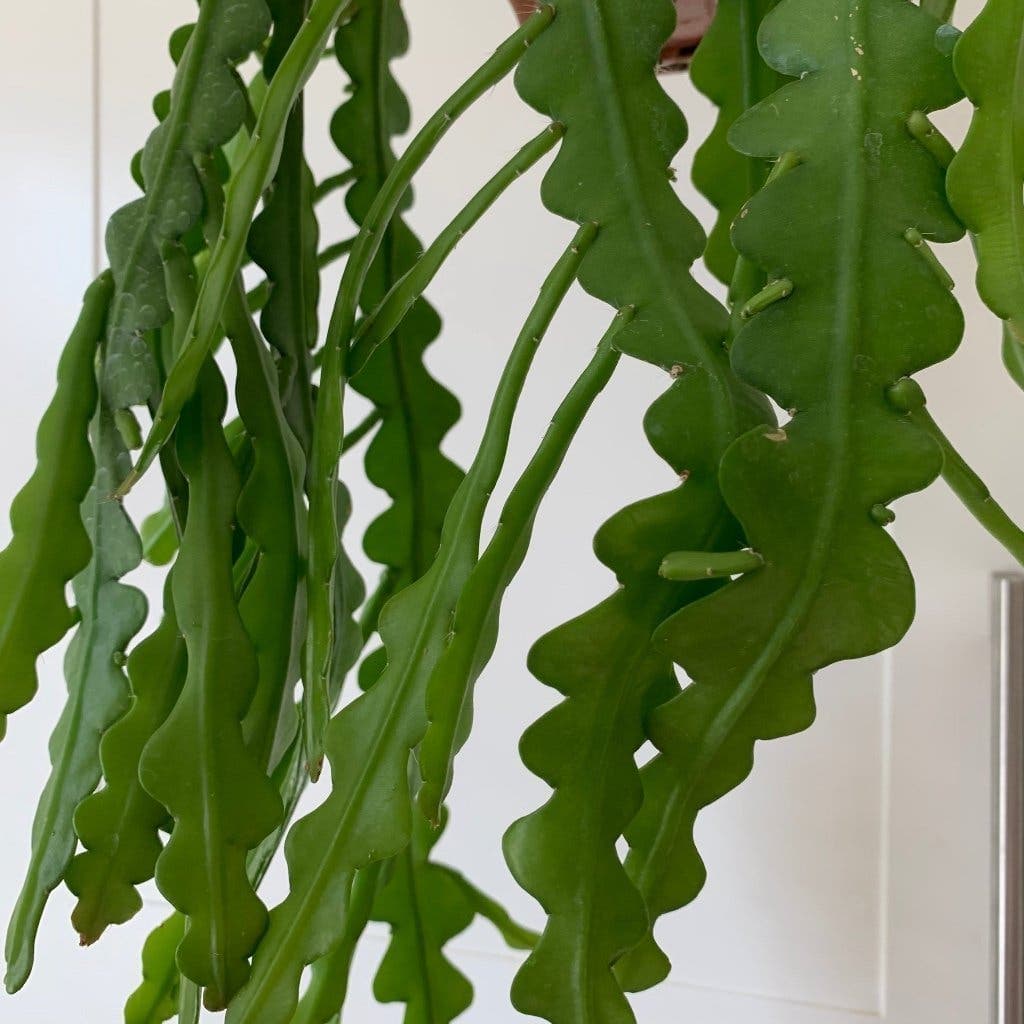 Fiskbenskaktus (Epiphyllum anguliger)/ BLADKAKTUS