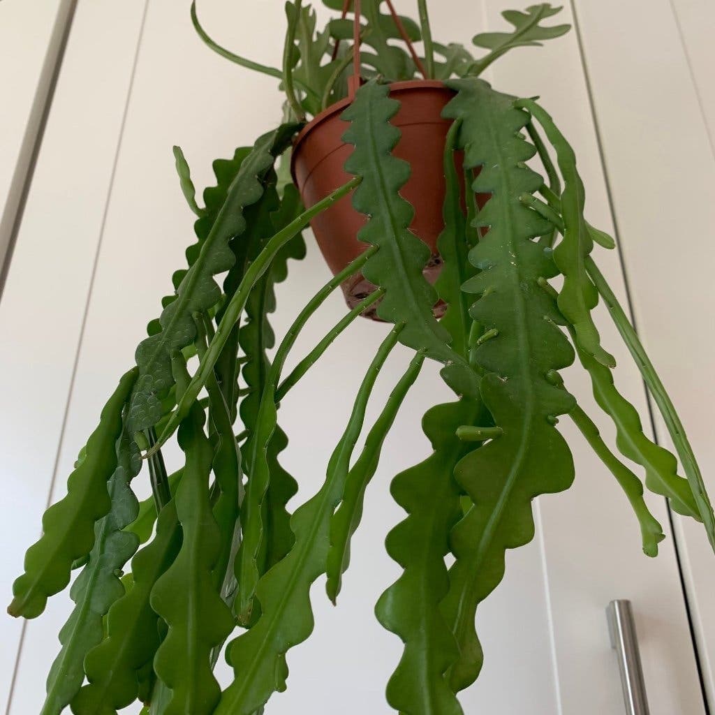 Fiskbenskaktus (Epiphyllum anguliger)/ BLADKAKTUS