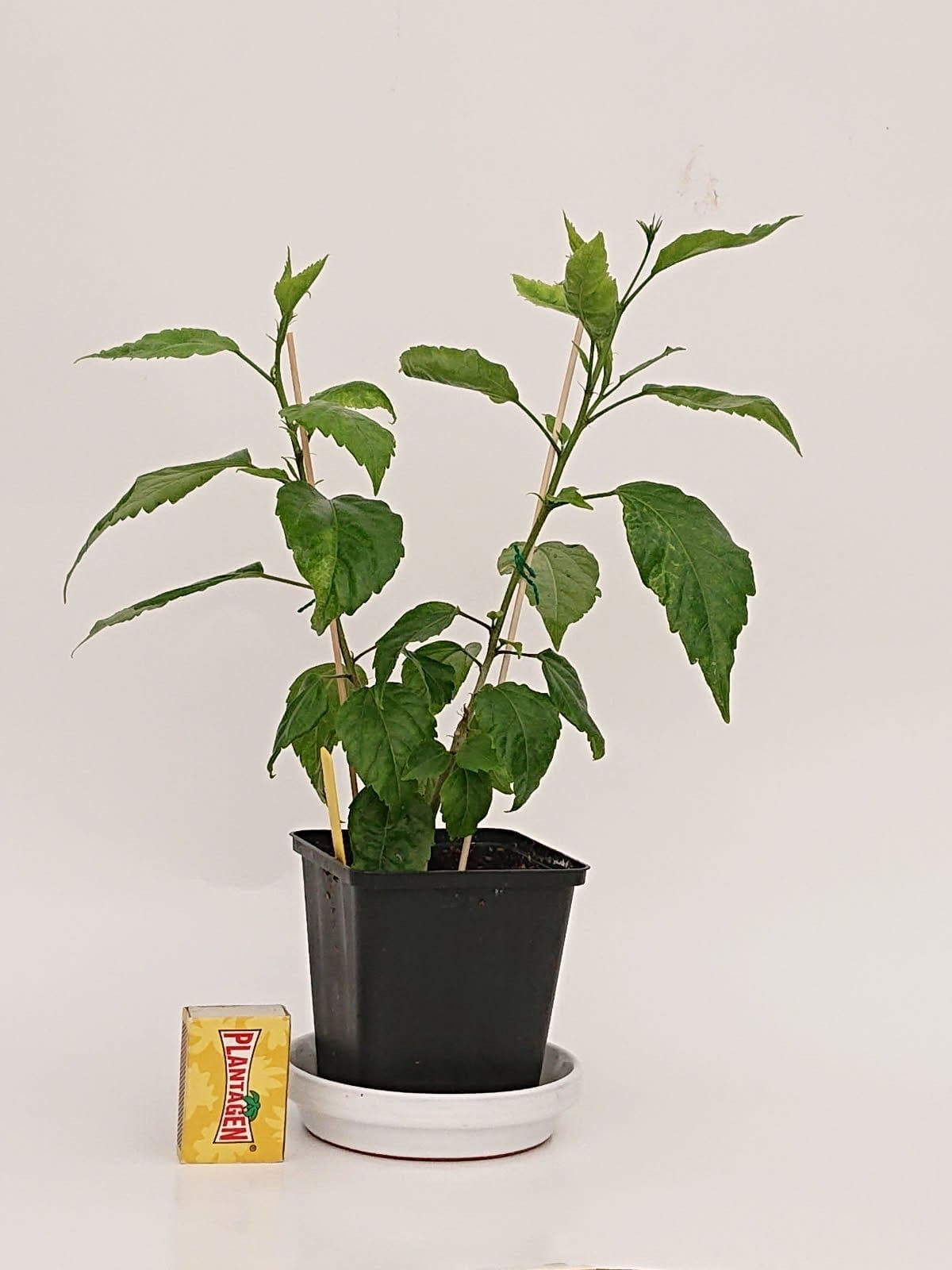 Hibiskus 'Gul dubbel’ - planta