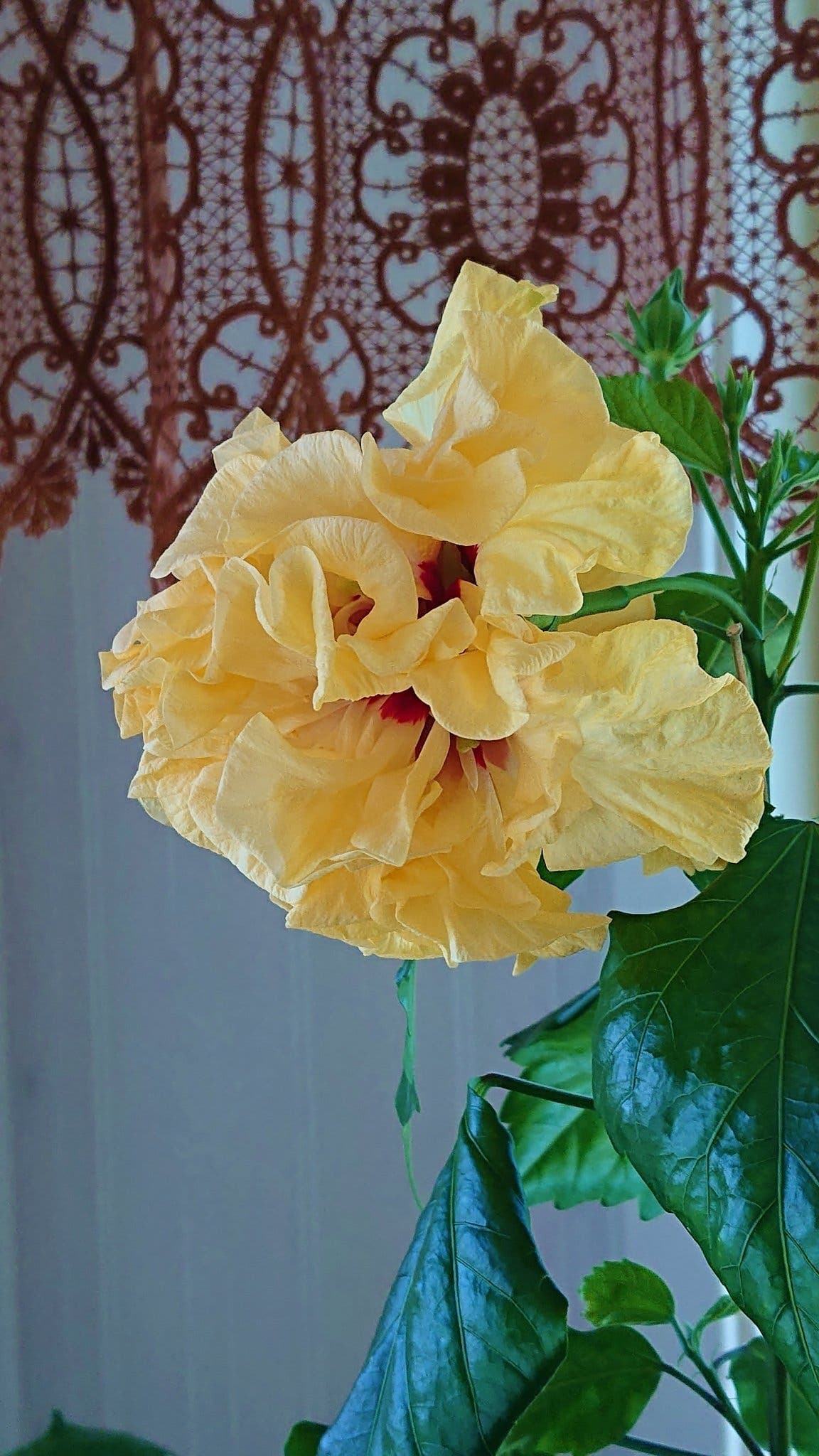 Hibiskus 'Gul dubbel’ - planta