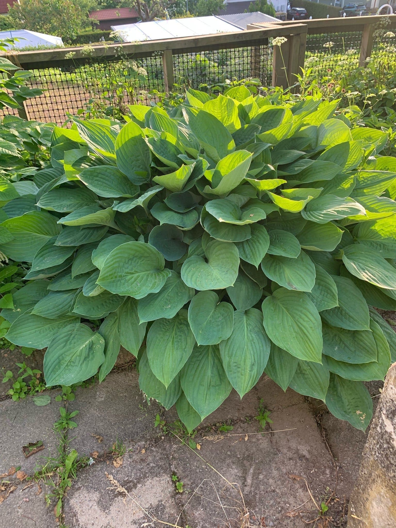Funkia (Hosta)