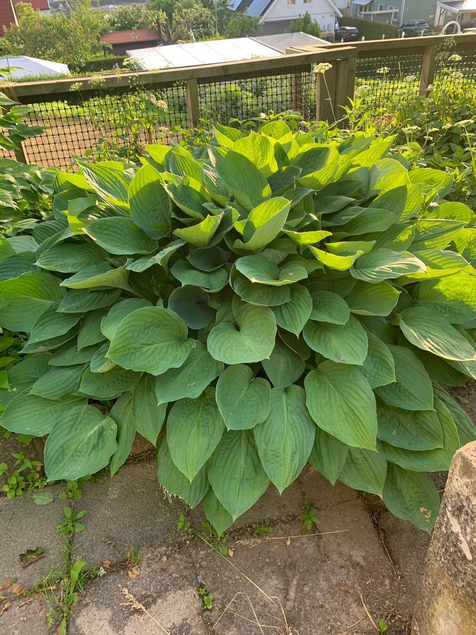 Funkia (Hosta)
