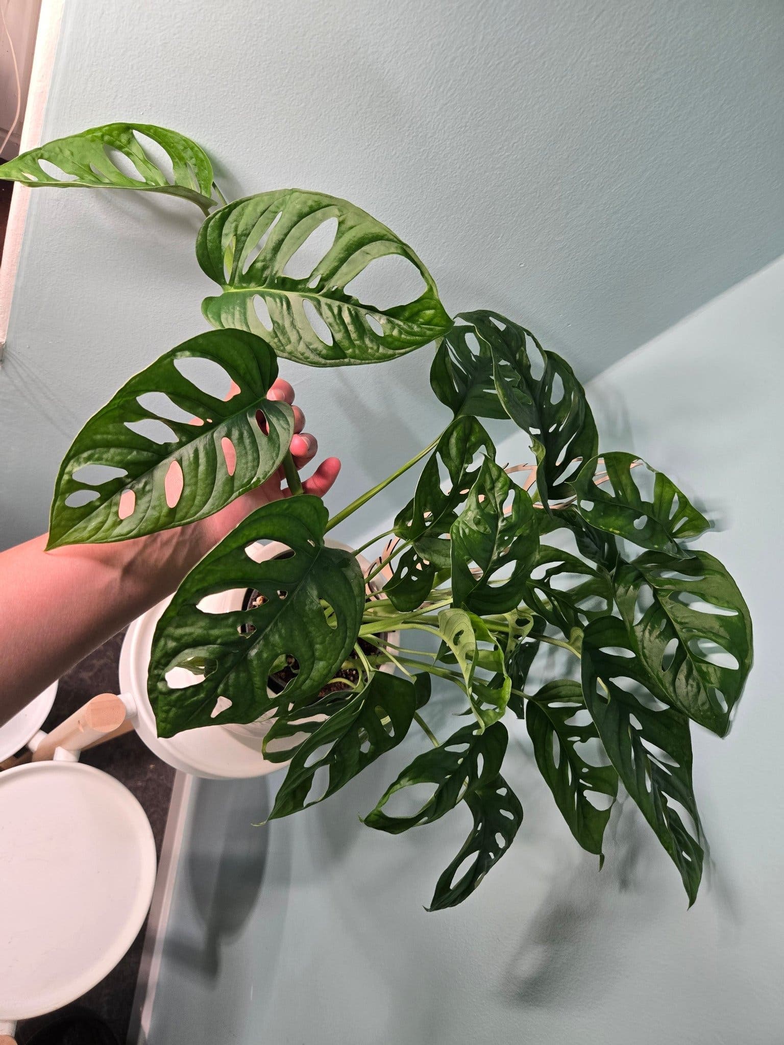 Monstera Adansonii (Monkey Mask)