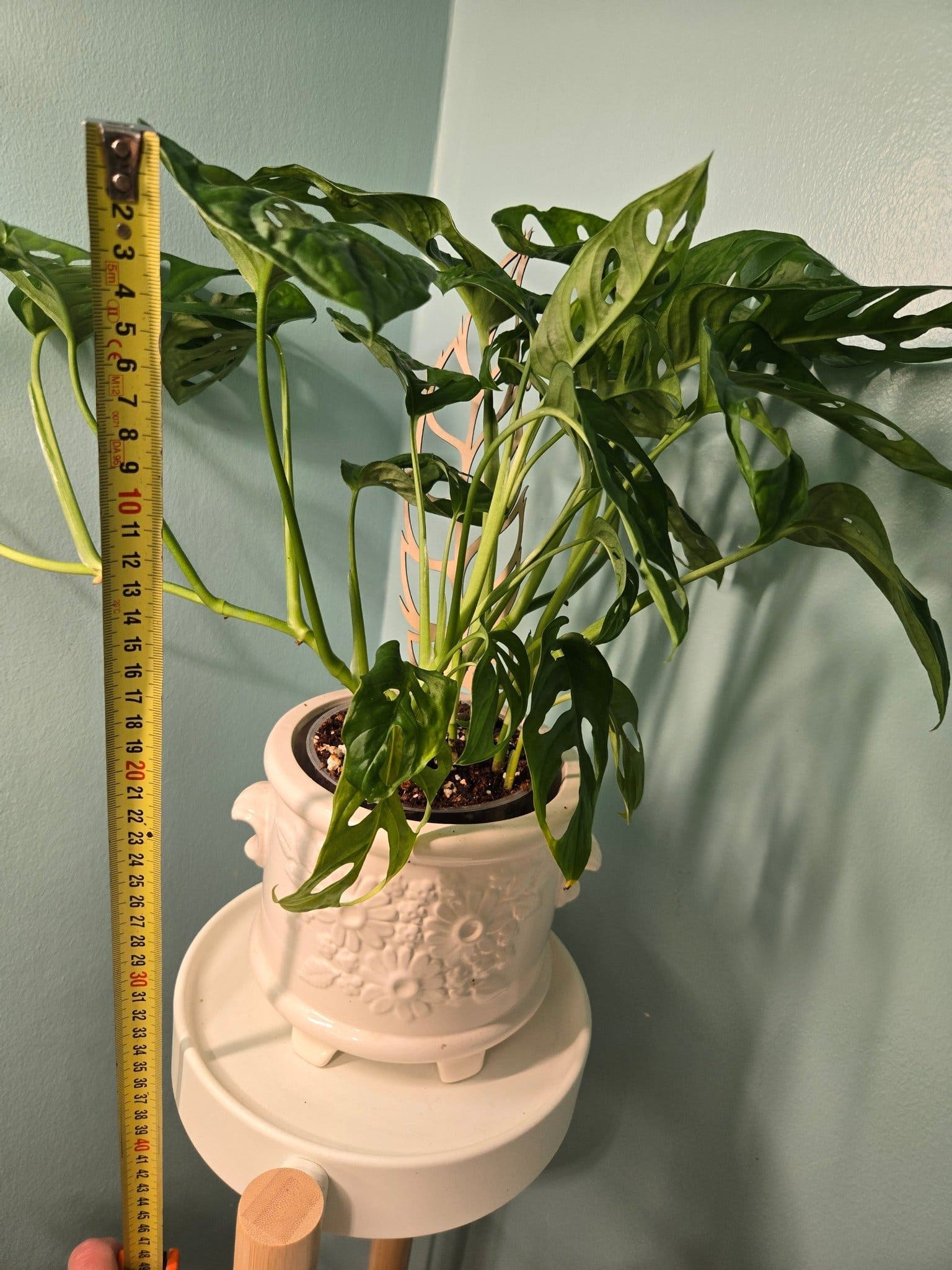 Monstera Adansonii (Monkey Mask)
