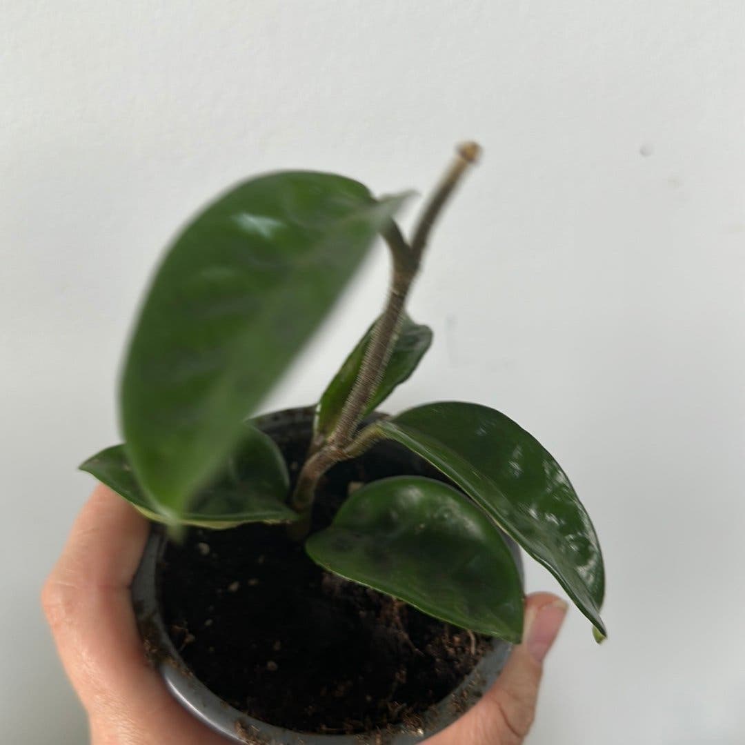 Hoya krinkle