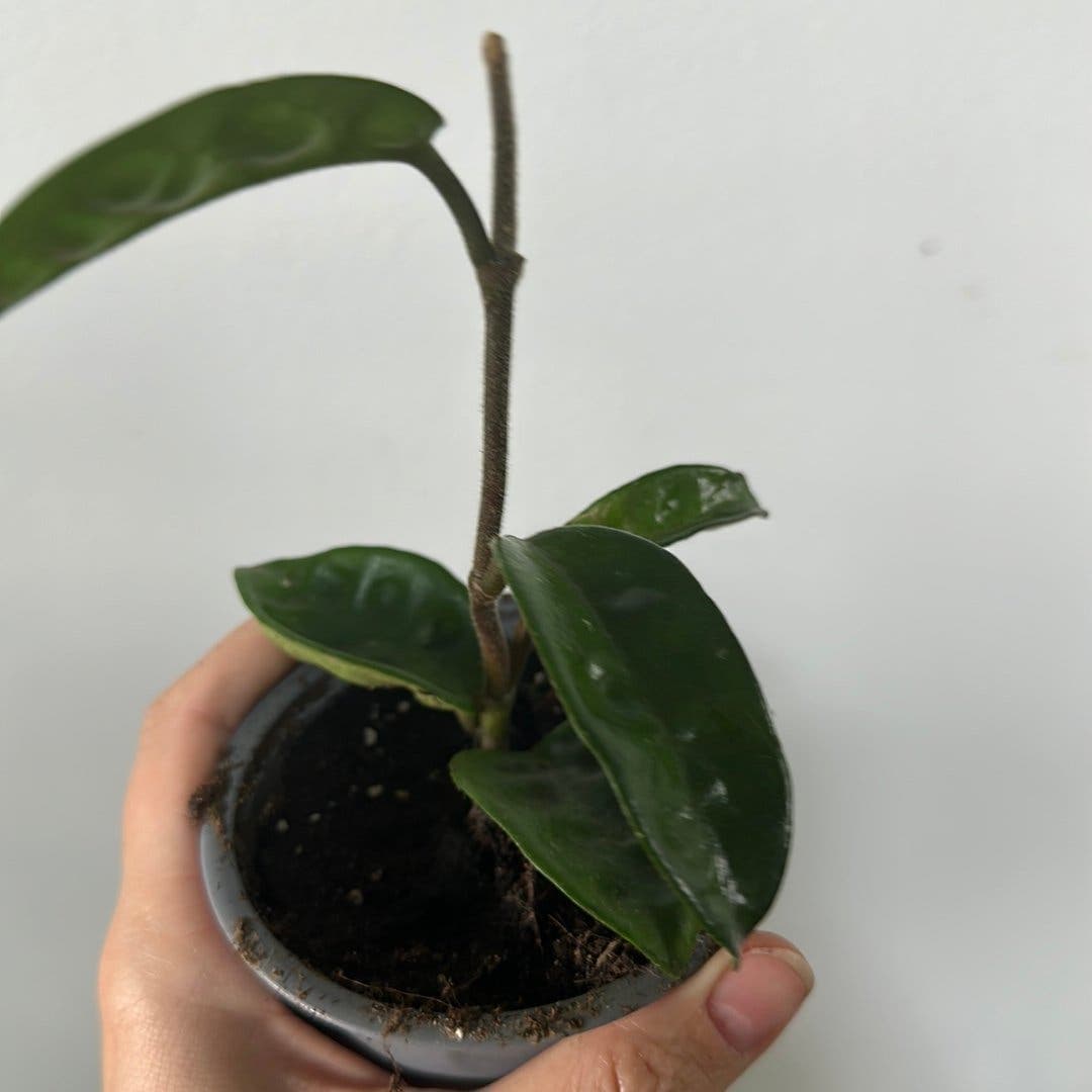 Hoya krinkle
