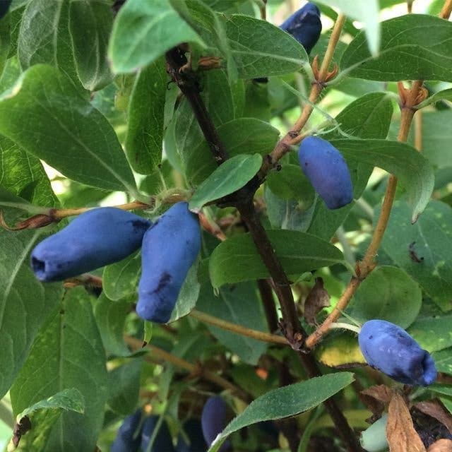 Blåbärstry, 'Singoalaska', HEL BUSKE, planta