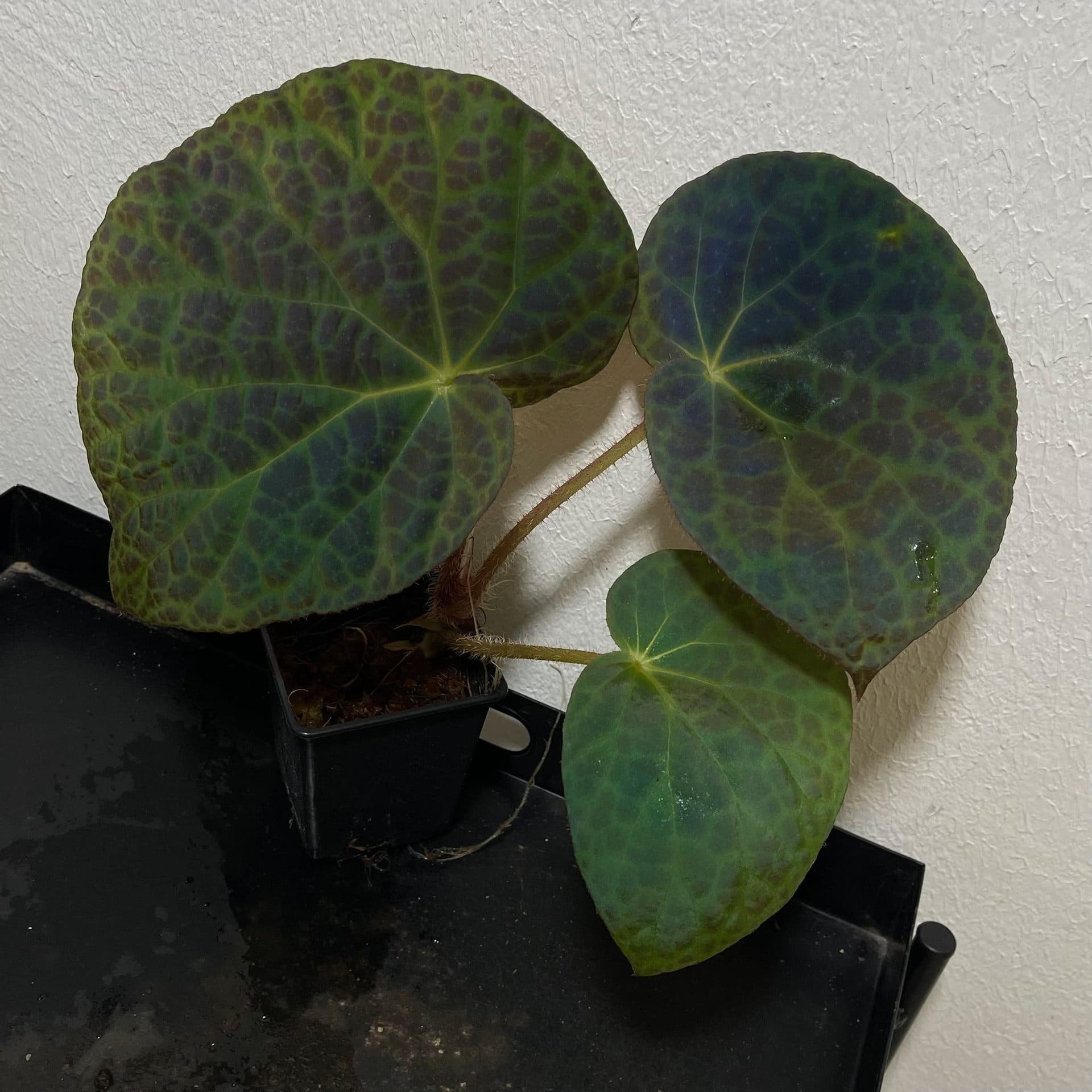 Begonia Rockii