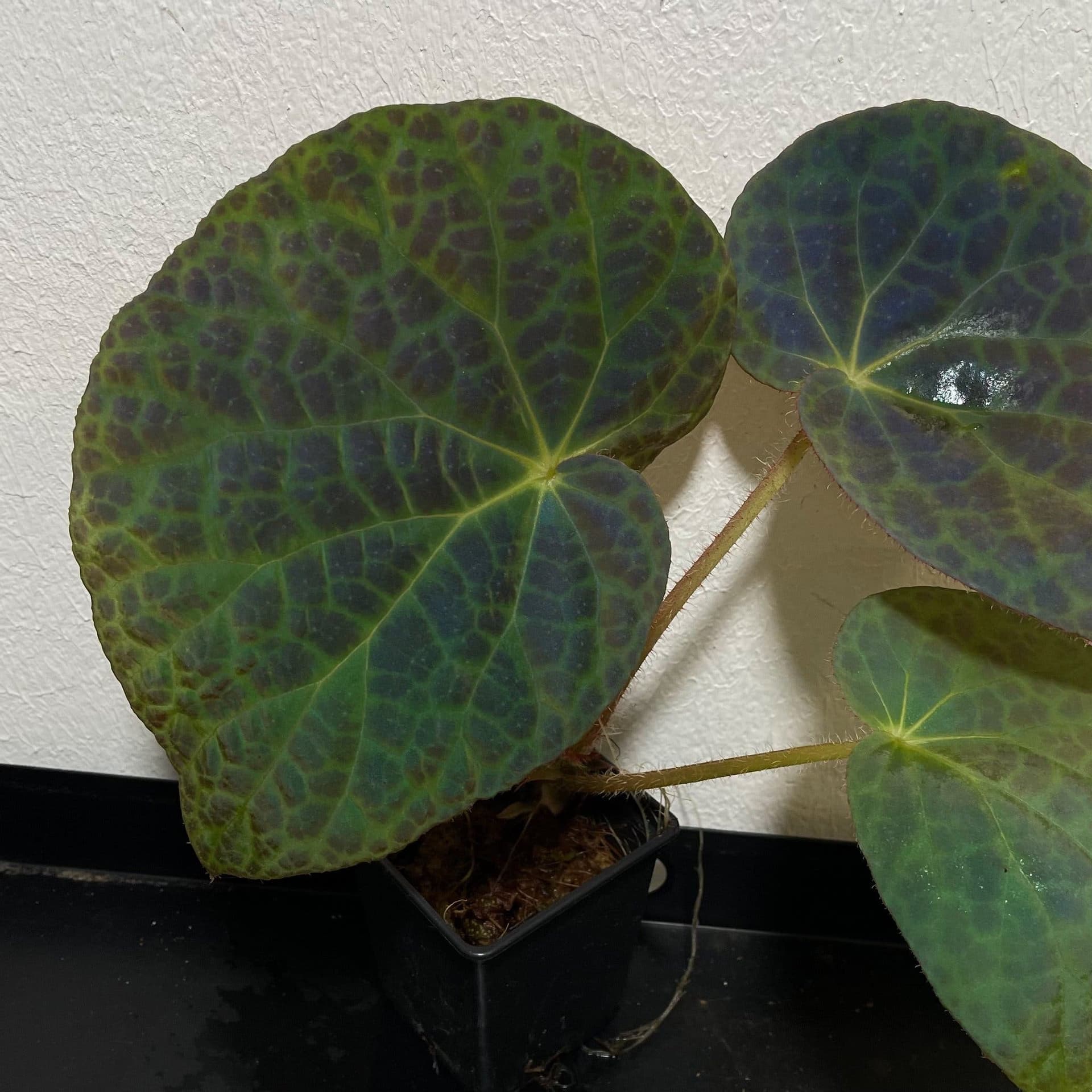 Begonia Rockii