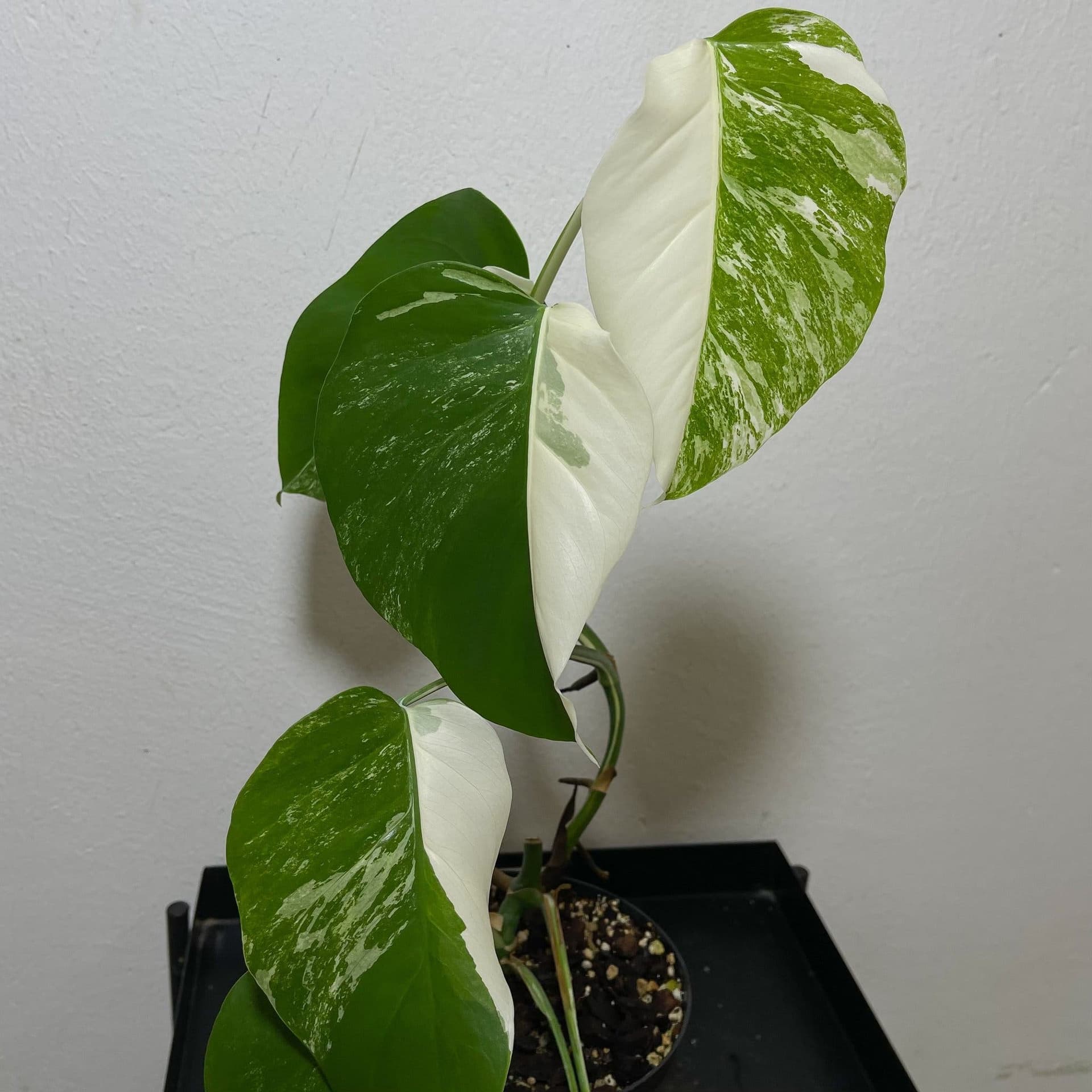 Monstera deliciosa Albo variegata, small form