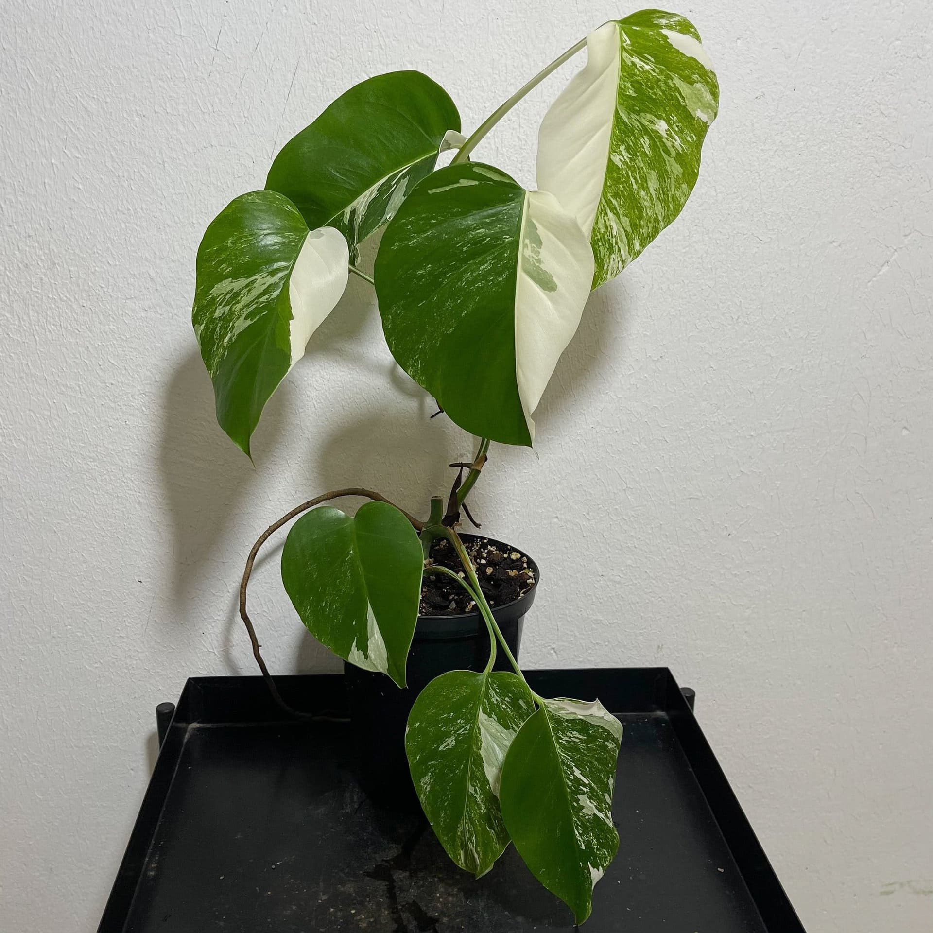 Monstera deliciosa Albo variegata, small form