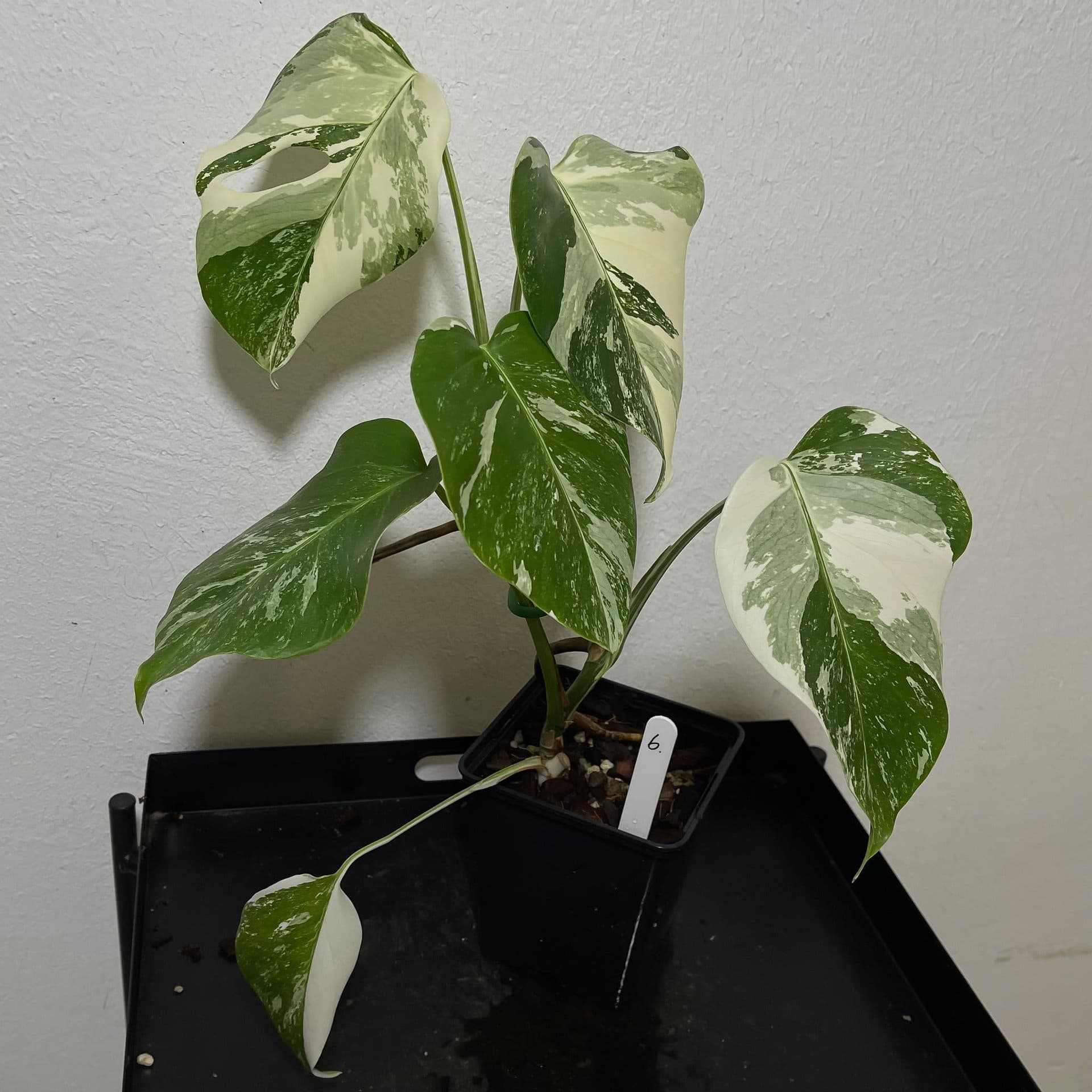 Monstera deliciosa Albo variegata, small form