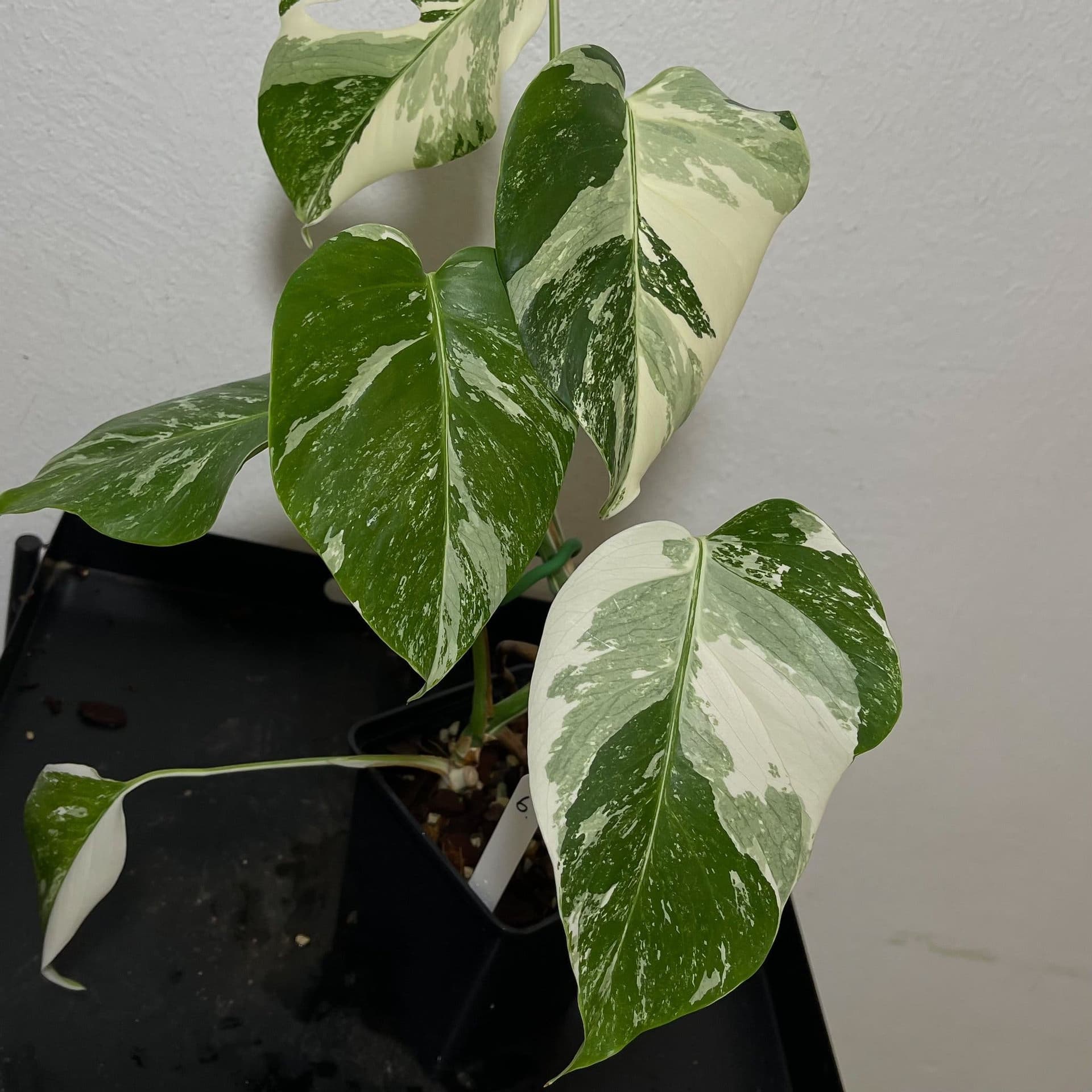 Monstera deliciosa Albo variegata, small form