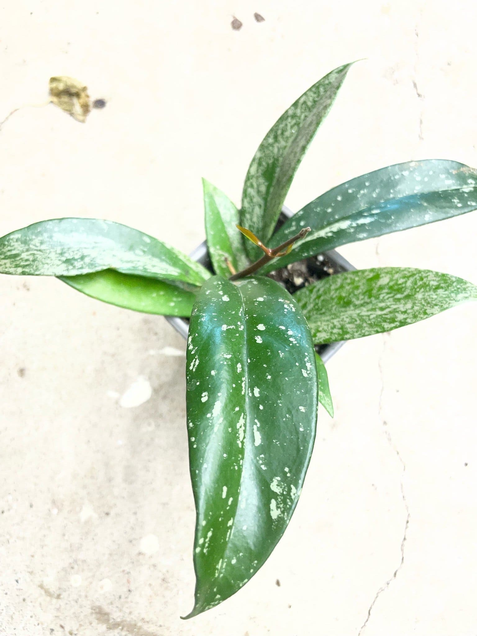 Hoya Pubicalyx 'Splash'