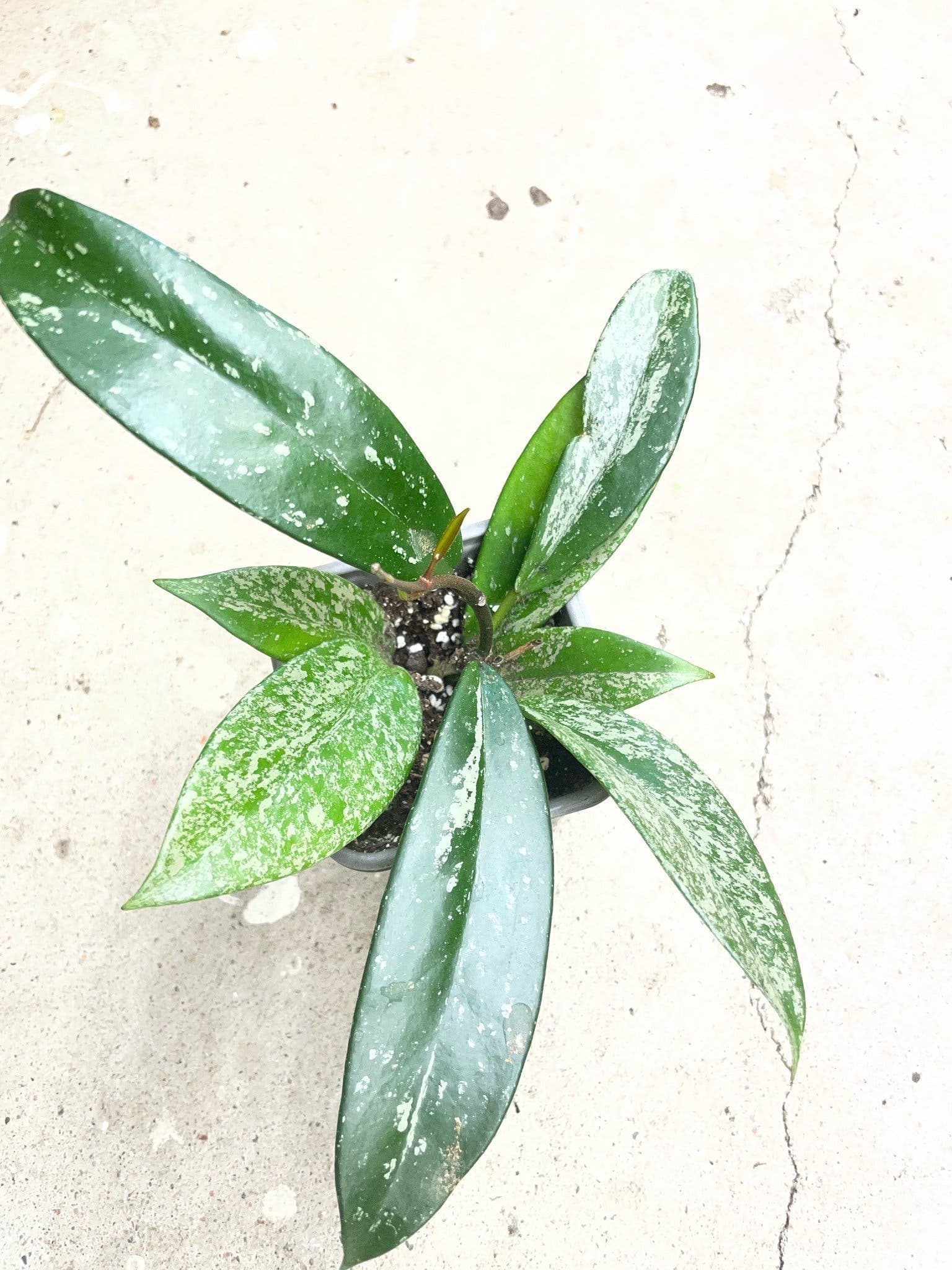 Hoya Pubicalyx 'Splash'