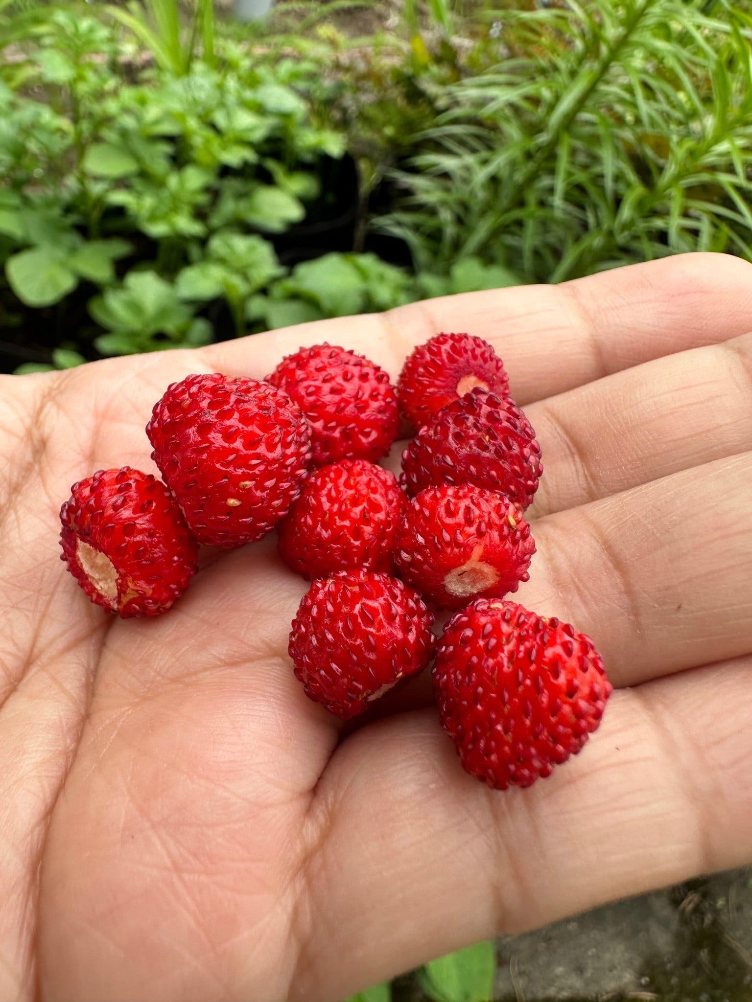 Smultronplantor 20 plantor