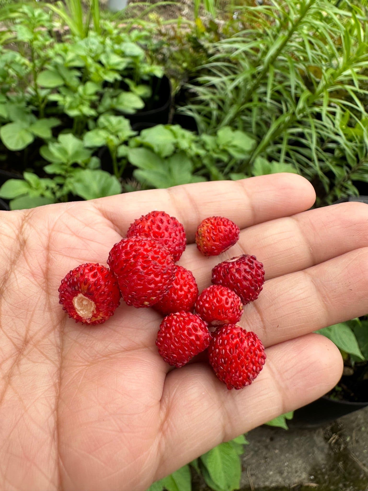 Smultronplantor 20 plantor