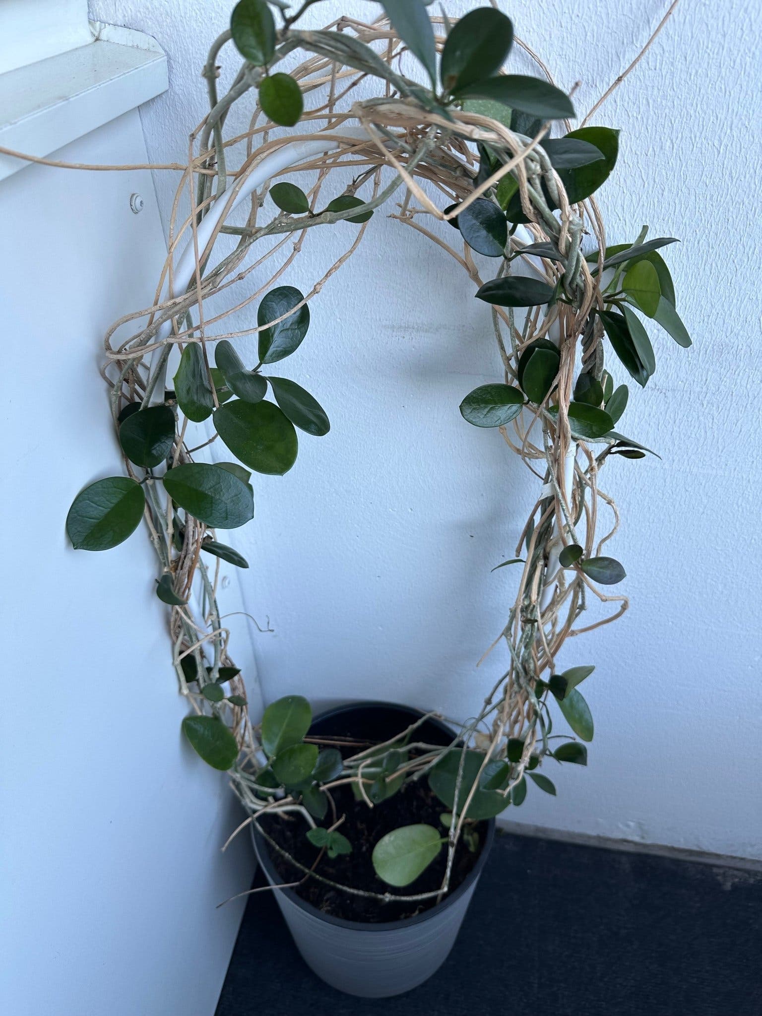 Hoya Carnosa Kompakt