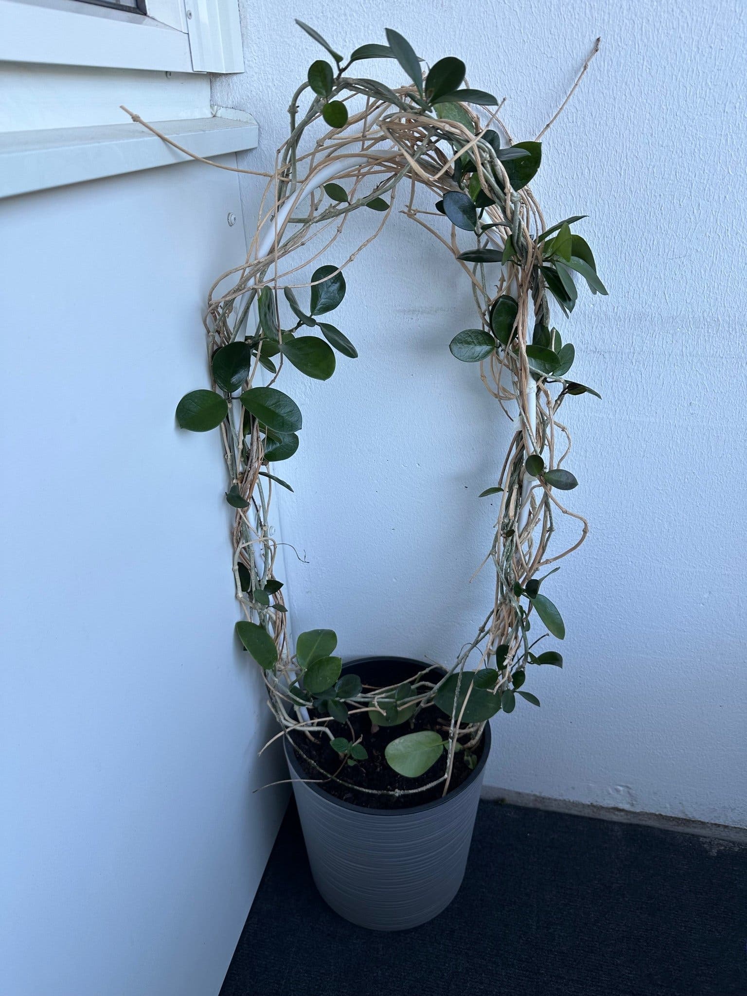Hoya Carnosa Kompakt