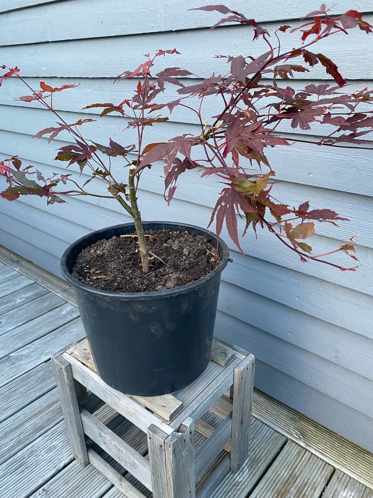 Japansk blodlönn (Acer palmatum)