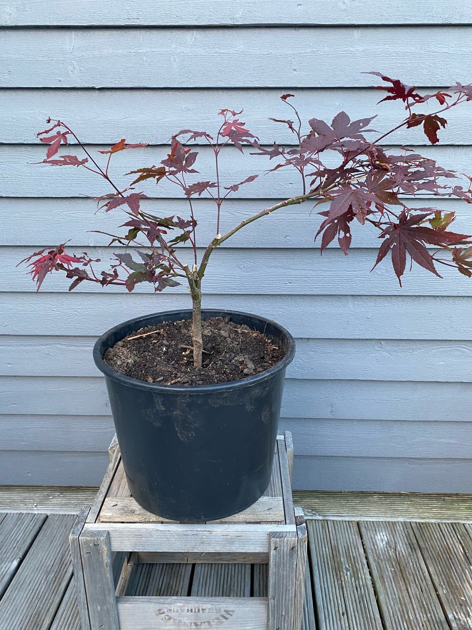 Japansk blodlönn (Acer palmatum)