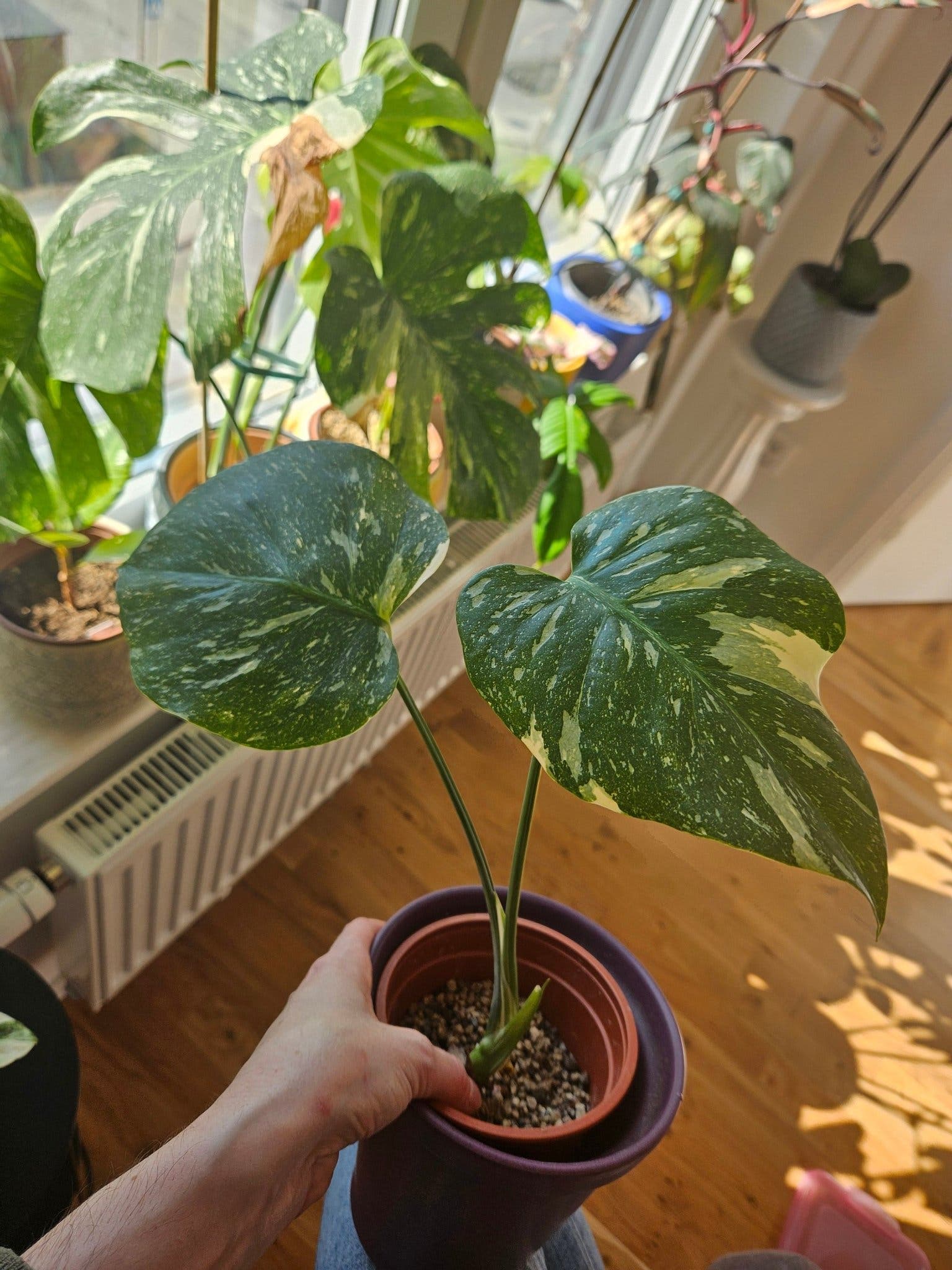 Monstera Thai Constellation - Liten planta