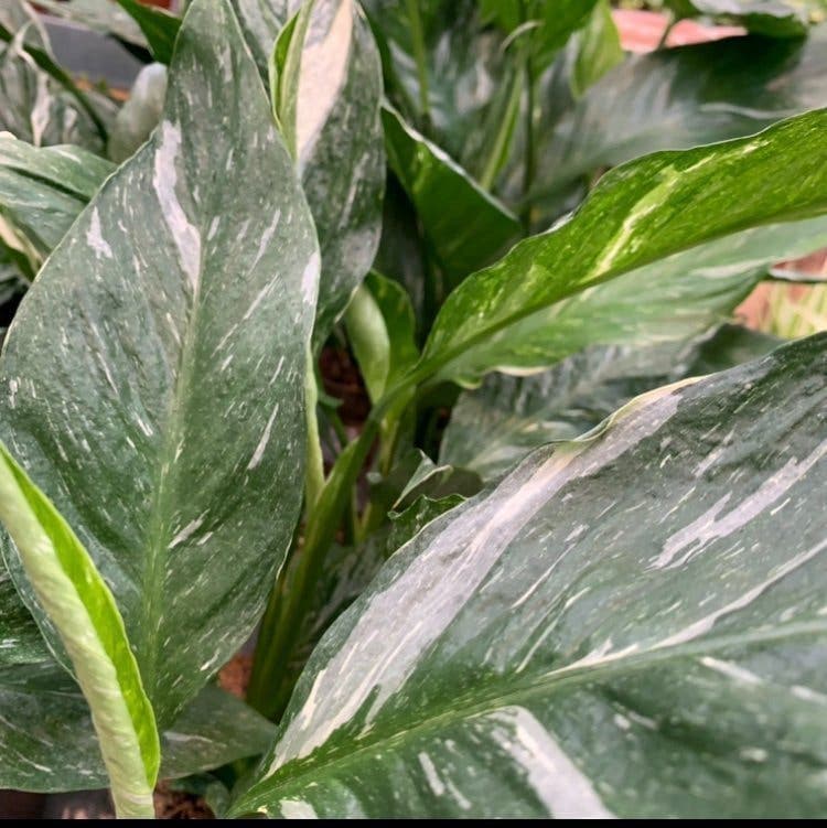 Spathiphyllum 'Domino' Fredskalla