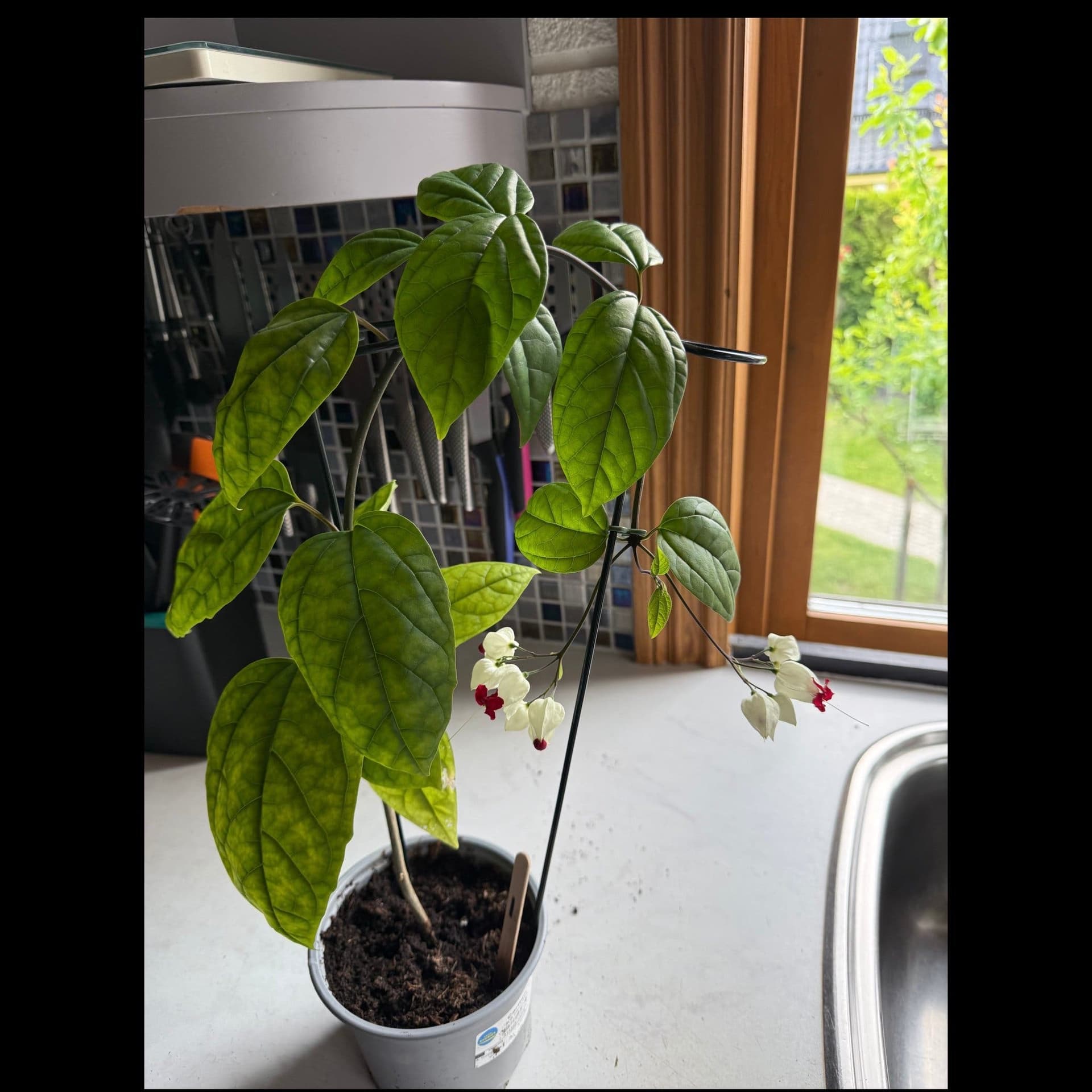 Ödesträd- Clerodendrum thomsoniae nr 1