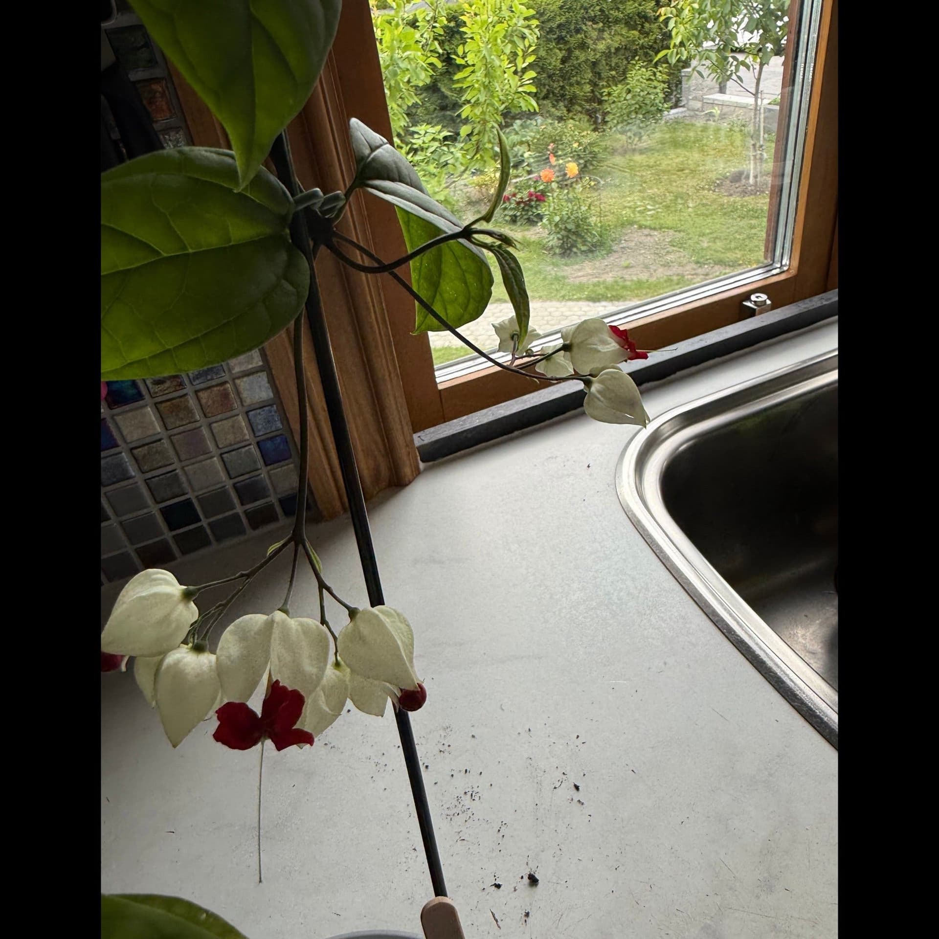 Ödesträd- Clerodendrum thomsoniae nr 1