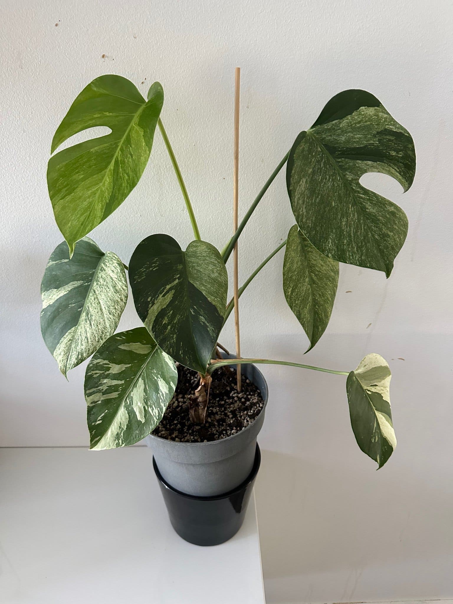 Monstera jungle mint ej tc