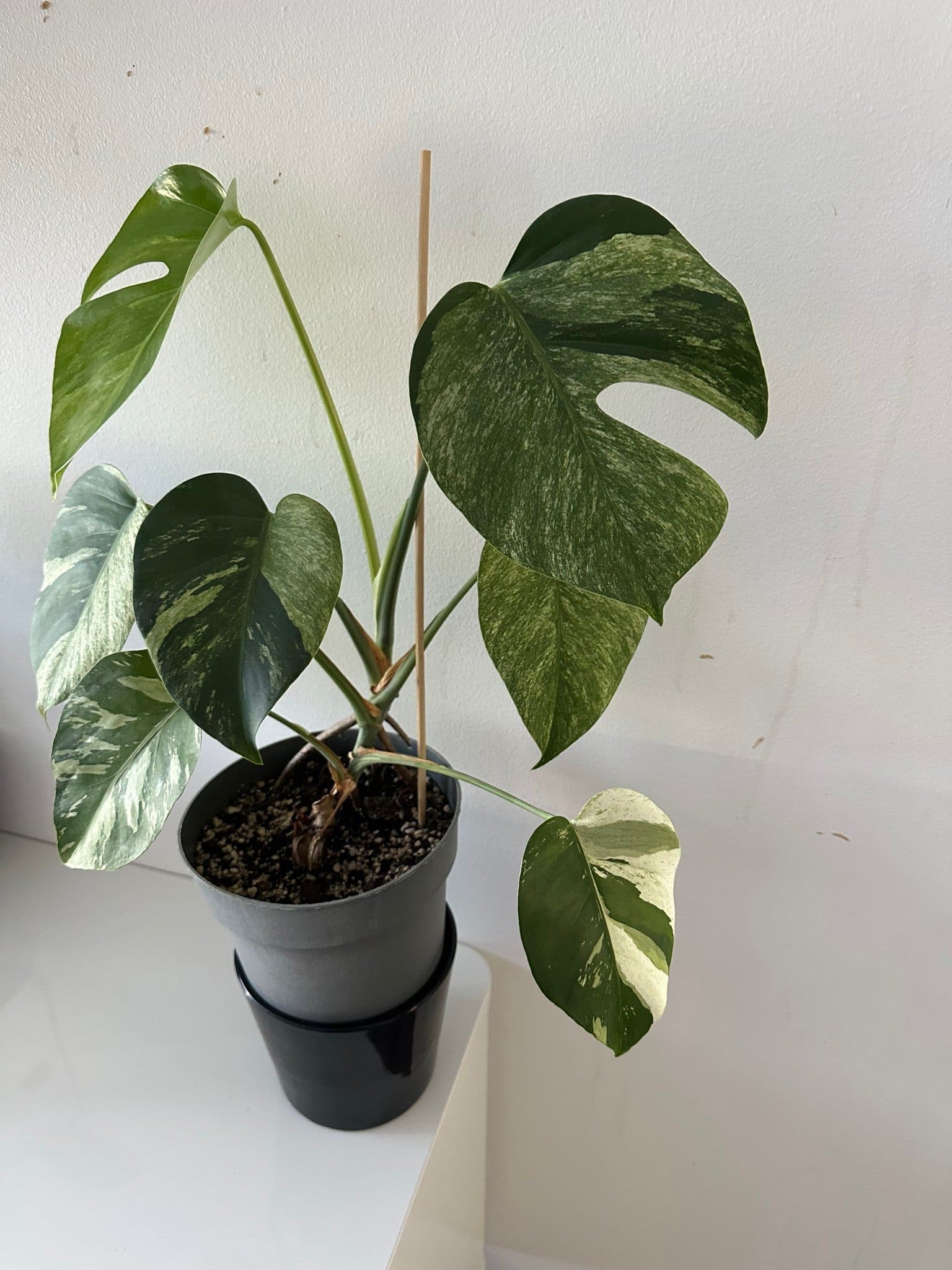 Monstera jungle mint ej tc
