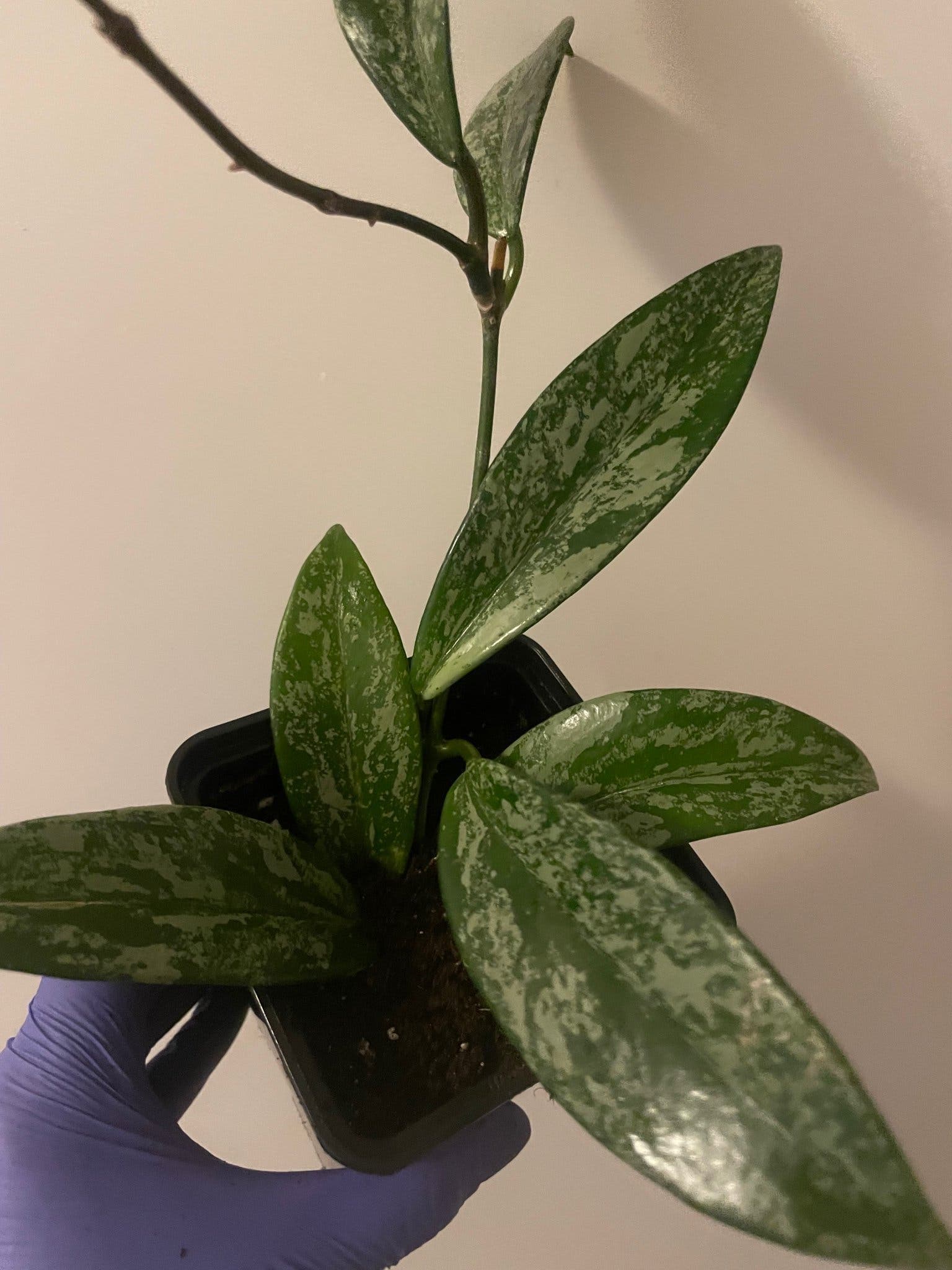 Hoya pubicalyx 'Silver Spot'