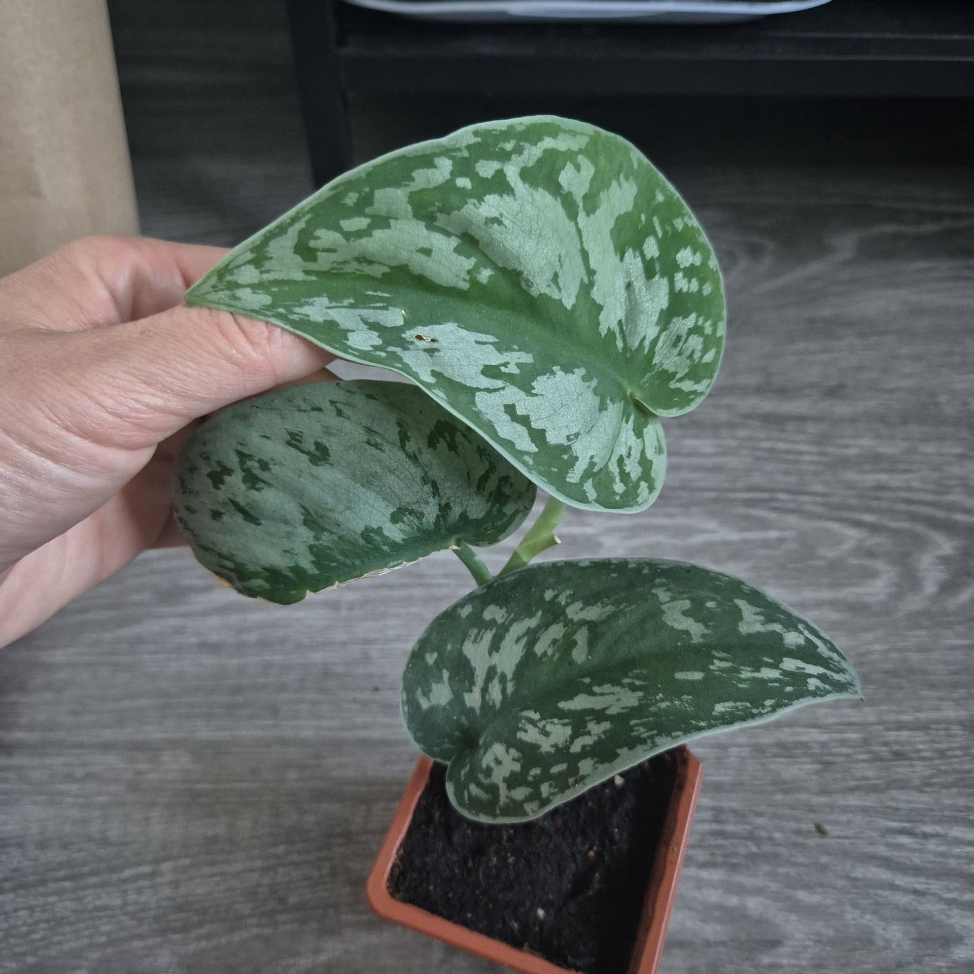 Scindapsus Pictus 'Exotica'