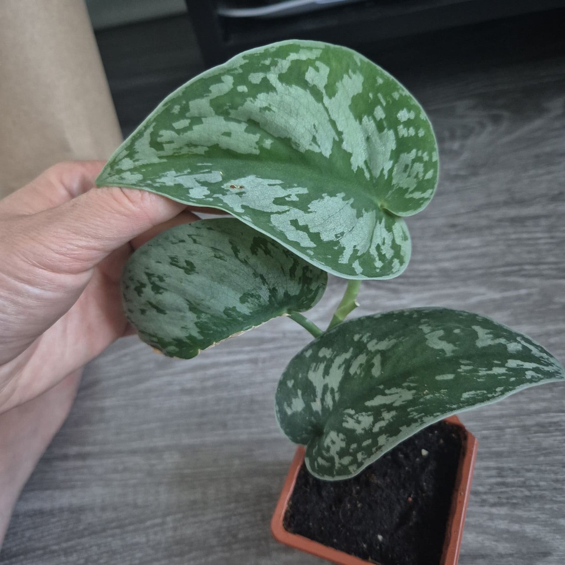 Scindapsus Pictus 'Exotica'