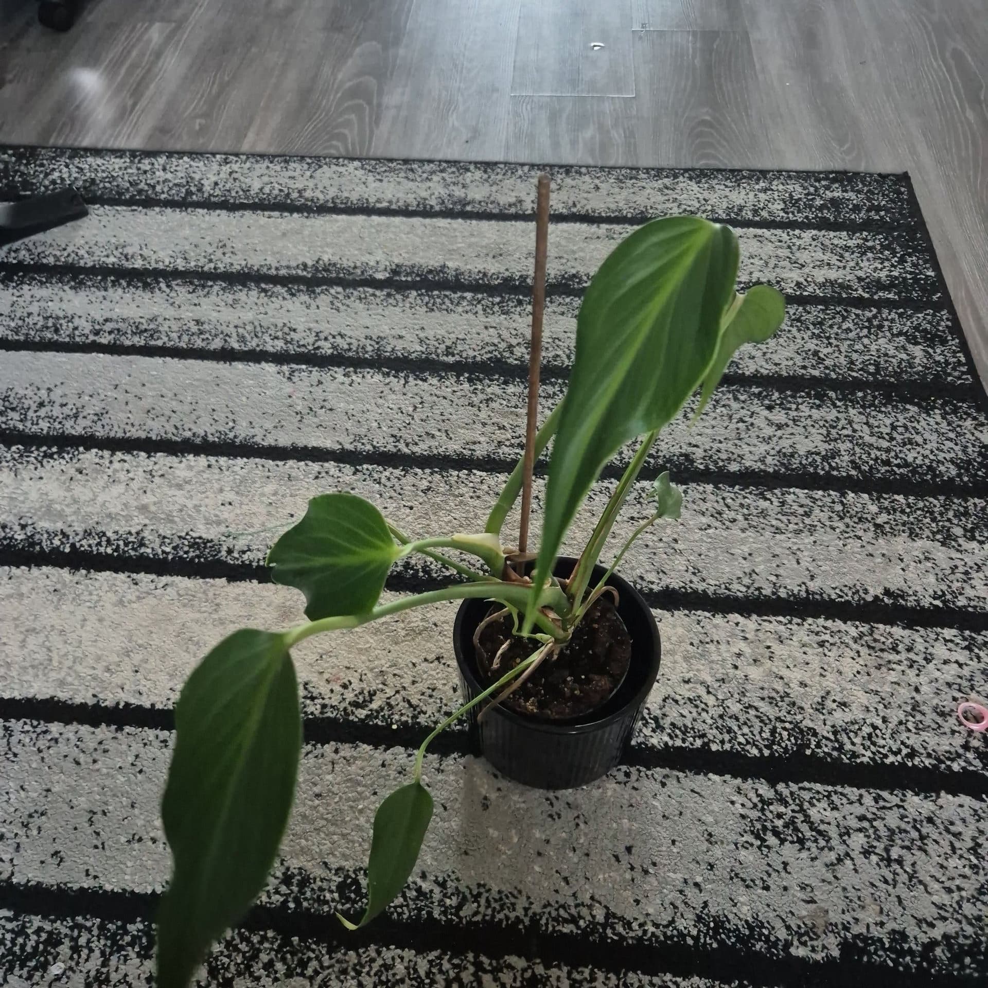 Monstera burle marx flame
