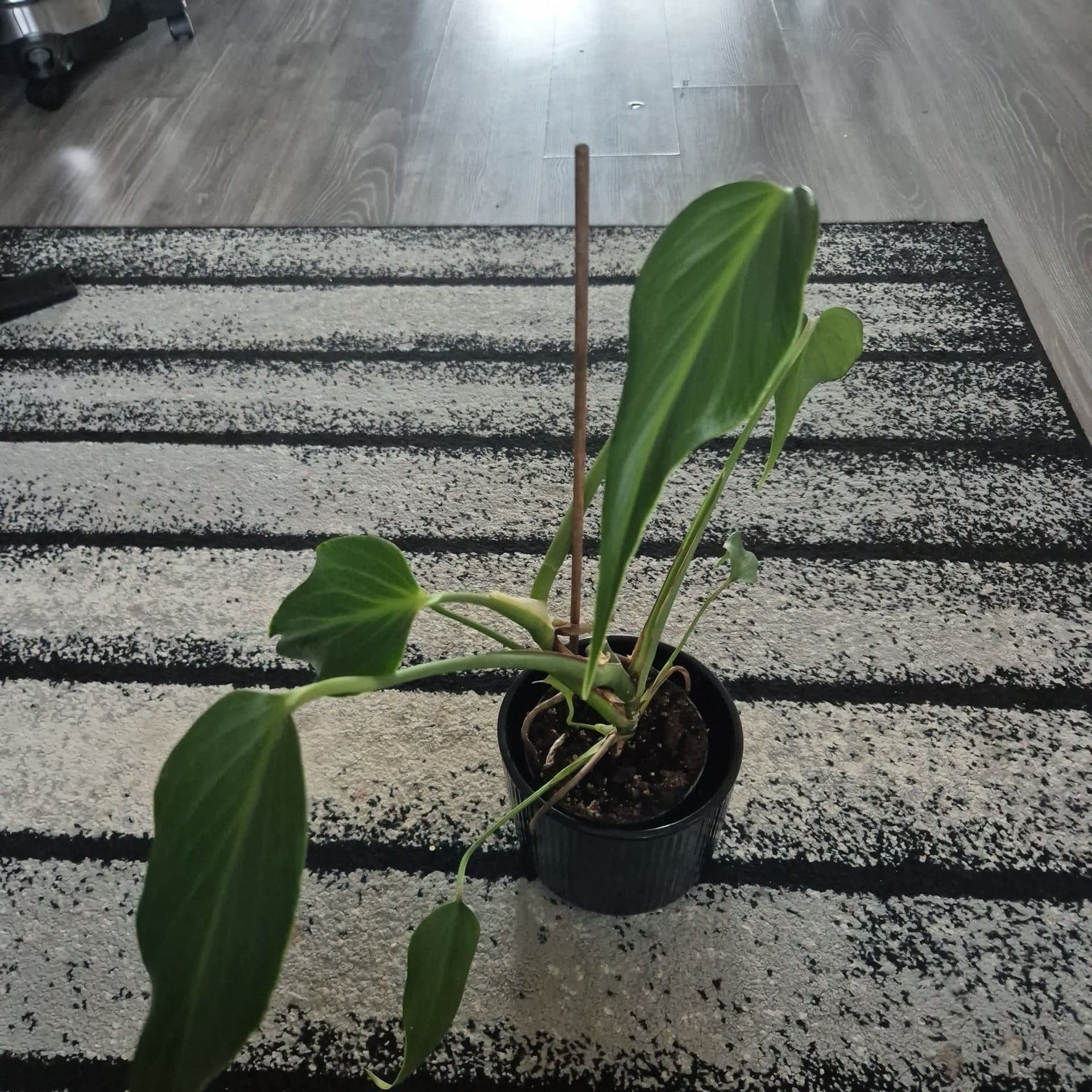 Monstera burle marx flame