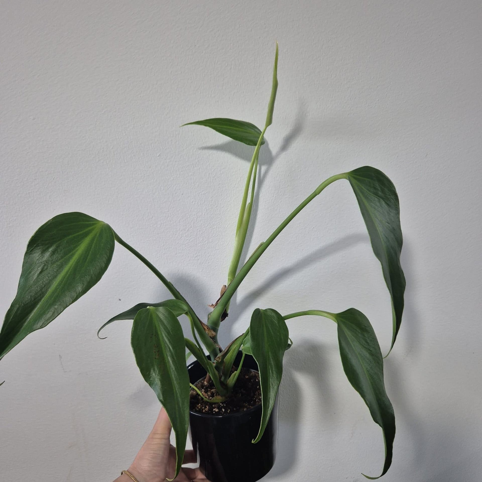 Monstera burle marx flame