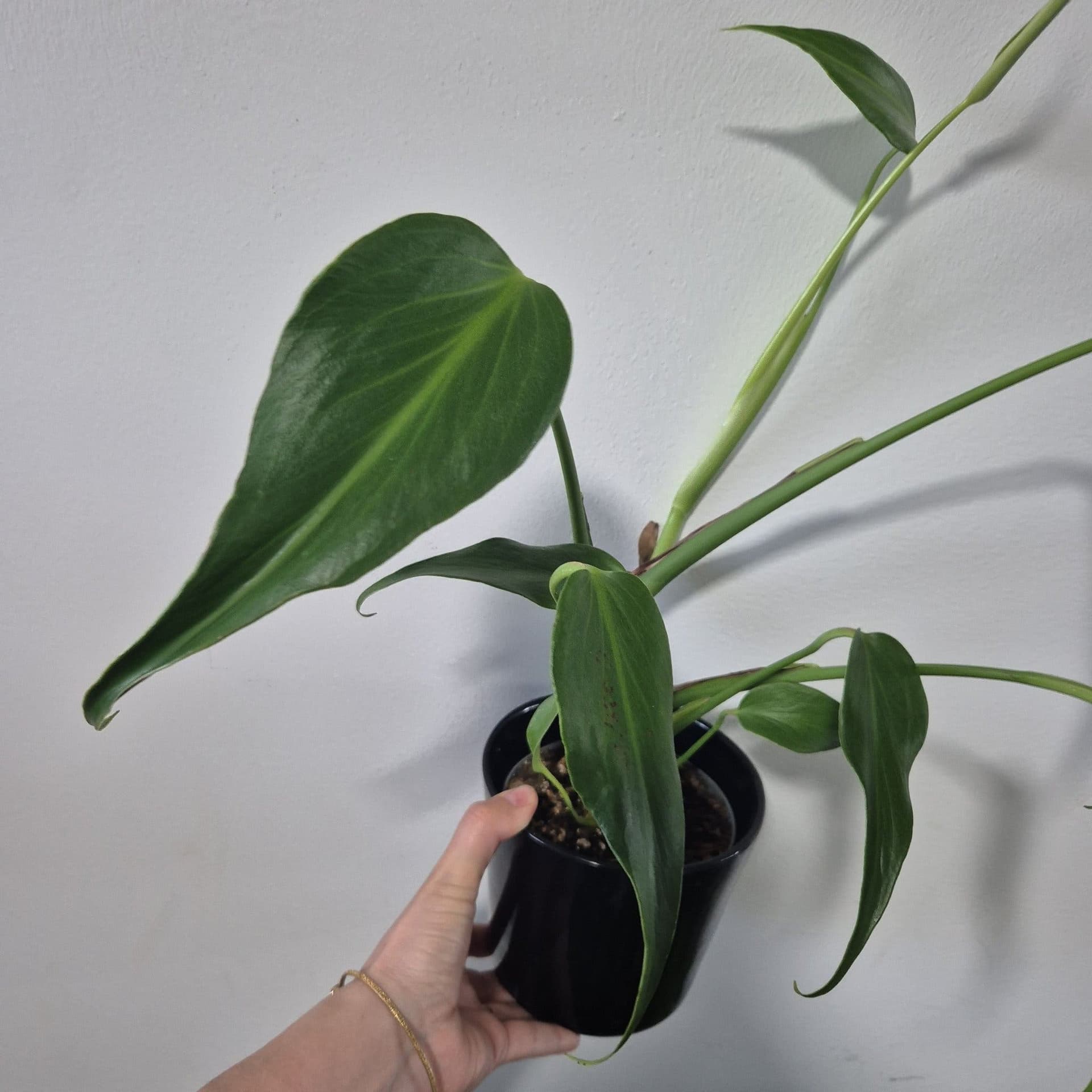 Monstera burle marx flame
